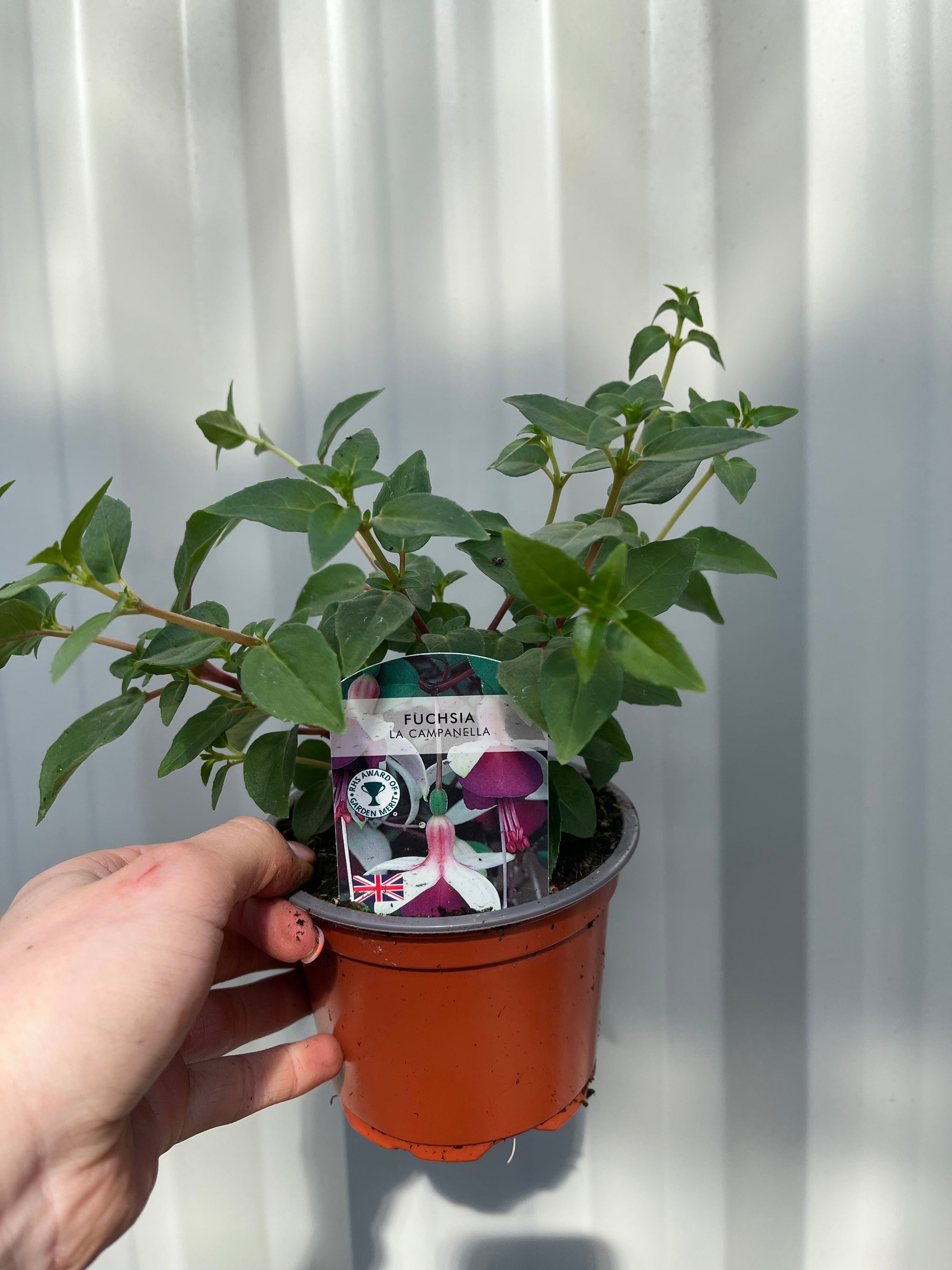 3 x Trailing Fuchsias (3 x 9cm Pots)