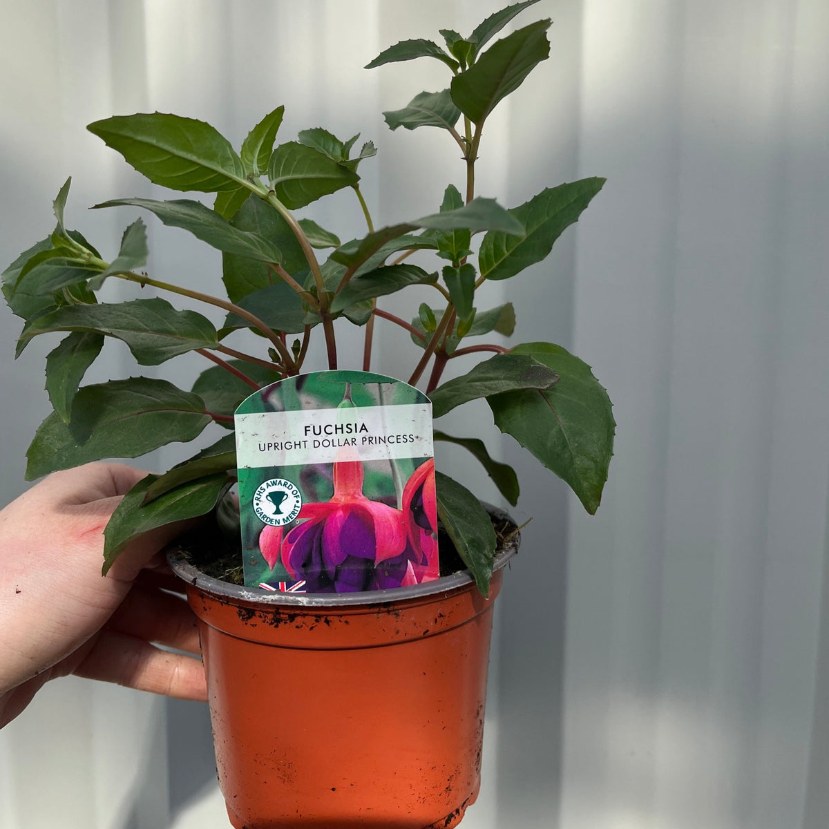 A hand holds a 9cm pot of Fuchsia Dollar Princess Upright, a double purple fuchsia with an extended flowering period. The plant’s label displays its vibrant blooms on a plain light background.
