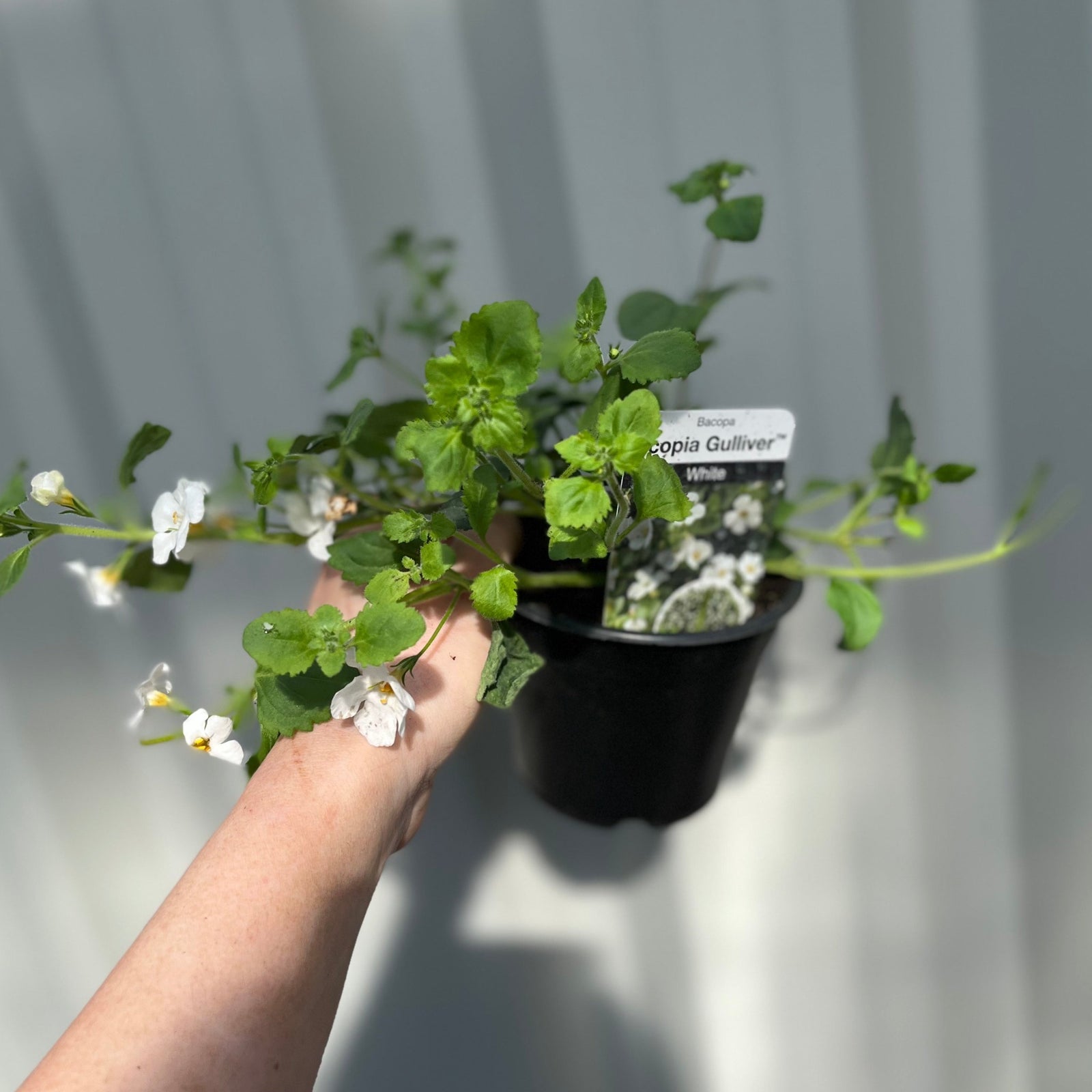 Bacopa White (9cm Growers Pot)