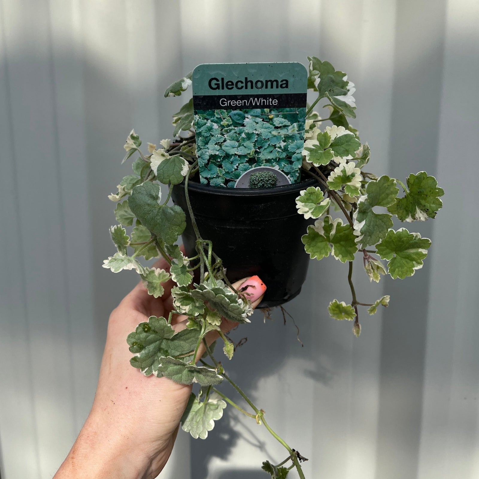 A hand holds a Glechoma (Nepeta) in a 9cm Growers Pot, its variegated green and white foliage trailing elegantly over the edge—ideal for adding charm to hanging baskets. The background is a plain light-colored wall.