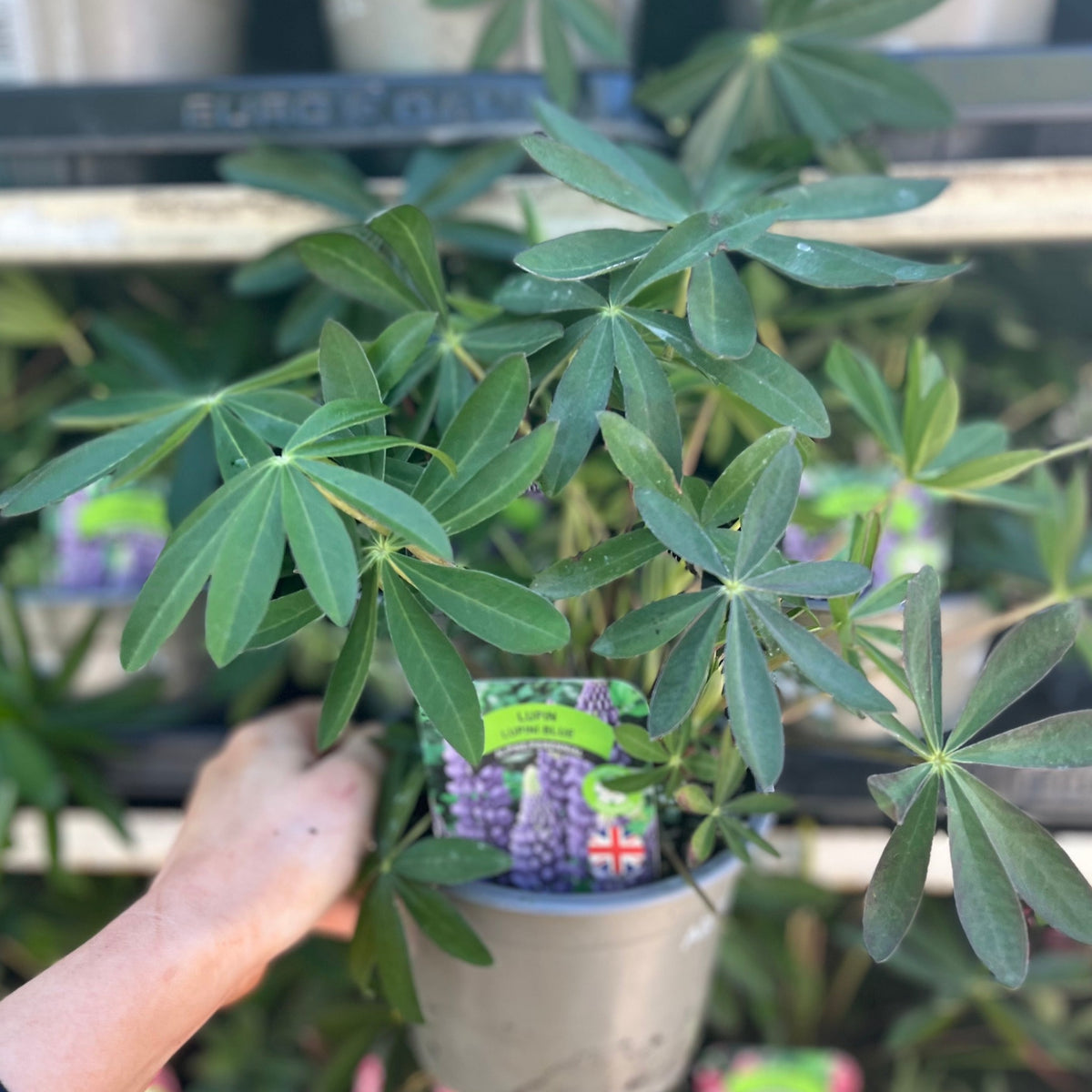 A hand holds a potted Lupin &#39;Gallery Blue&#39; (available in two sizes), a pollinator-friendly perennial with green, palmate leaves. Colorful plant tags and similar plants can be seen on a shelf in the background.