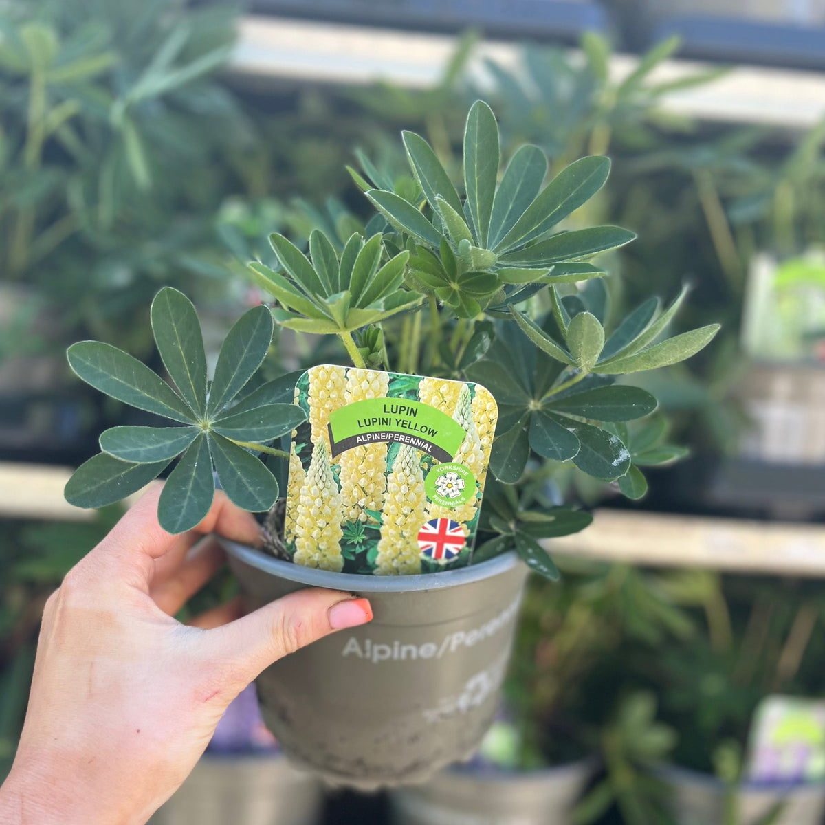 Lupin &#39;Gallery Yellow&#39; 9cm / 1.5L / 3L