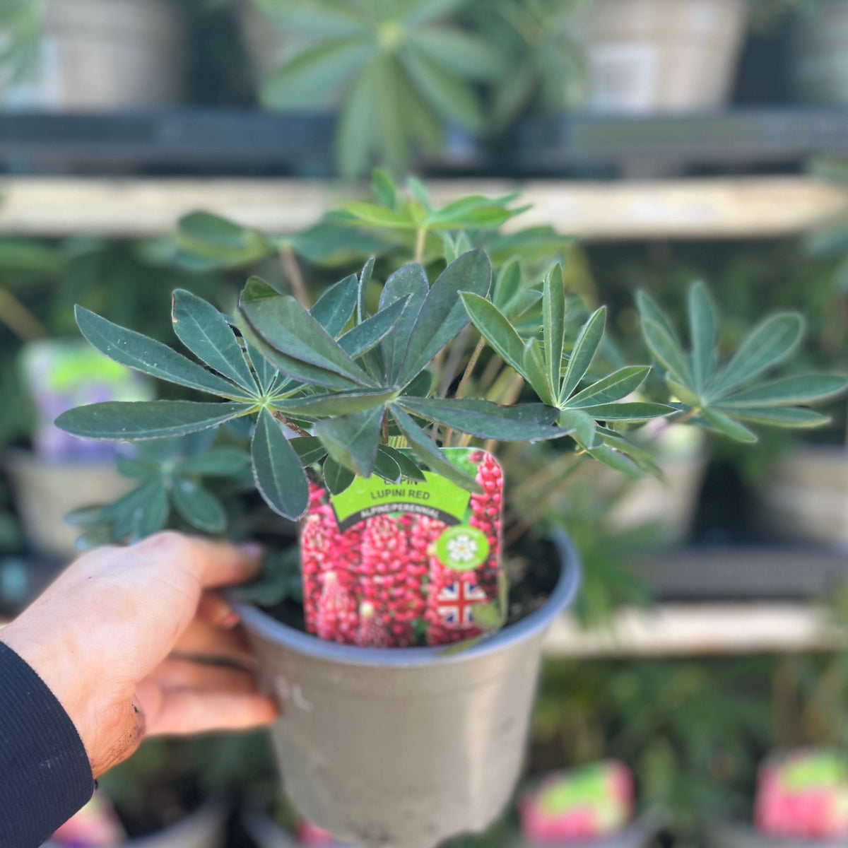Lupinus polyphyllus &#39;Legendary Red&#39; (3 Sizes available)