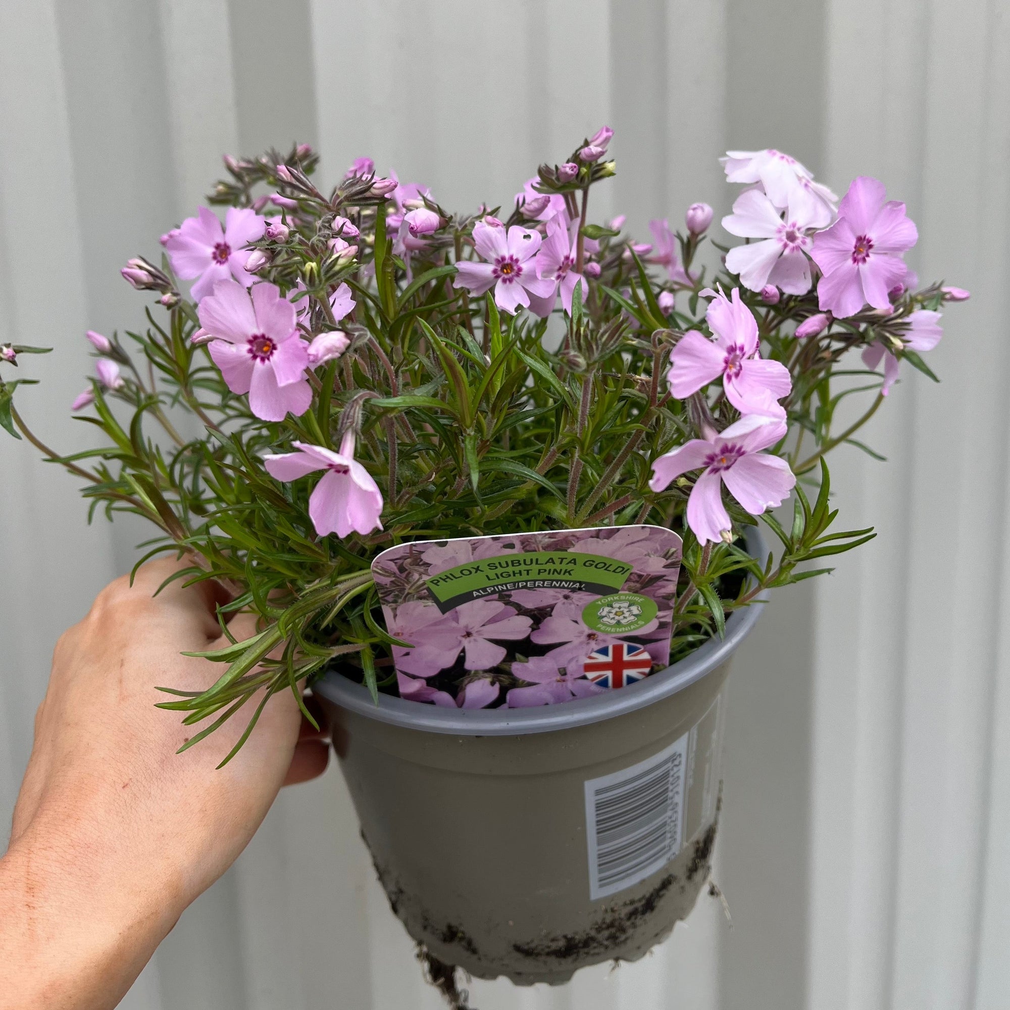 Phlox subulata GoldiPhlox Light Pink 1.5L