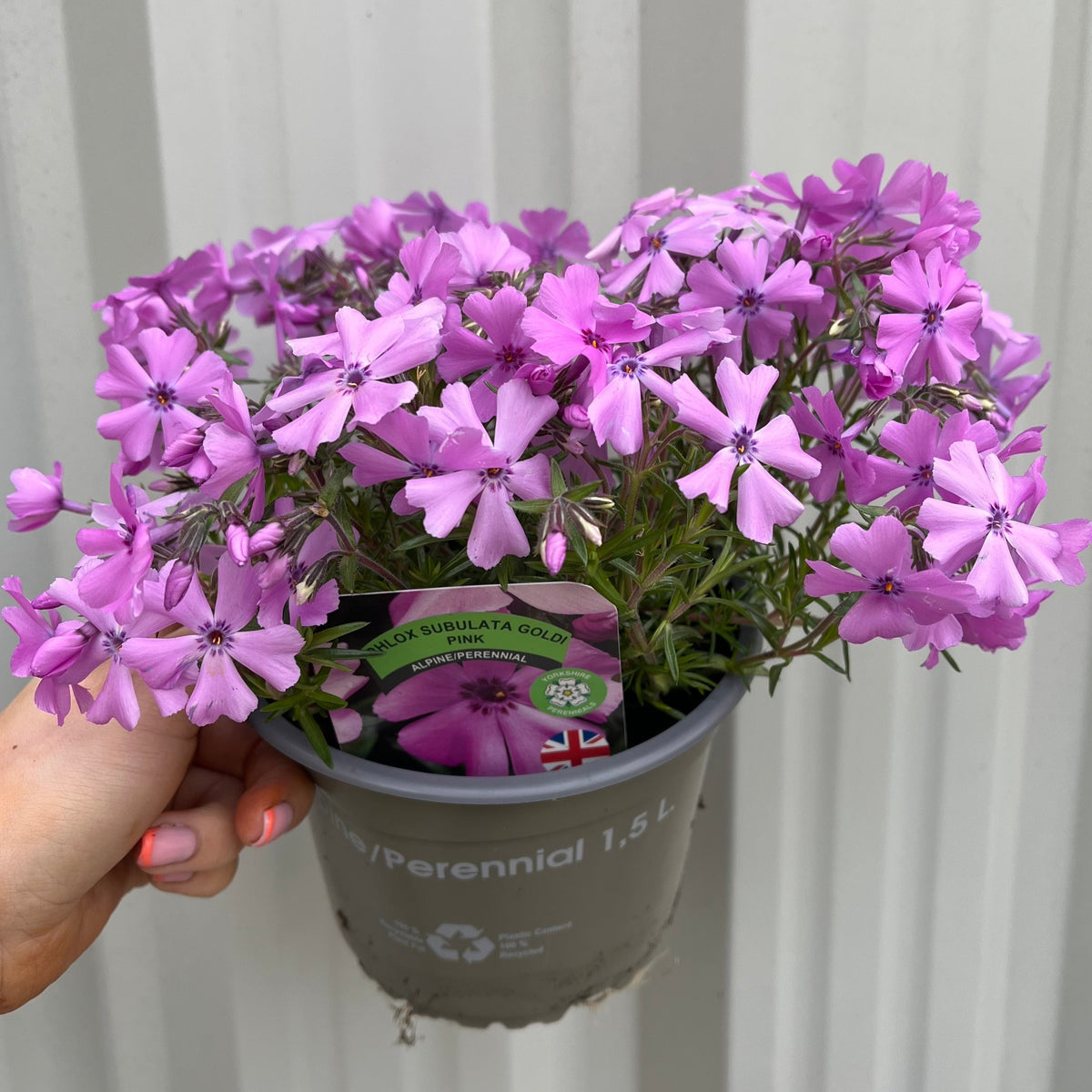 A hand holds a Phlox subulata Goldi Pink 1.5L, a perennial with clusters of bright pink flowers, in a gray plastic pot against a light corrugated background.
