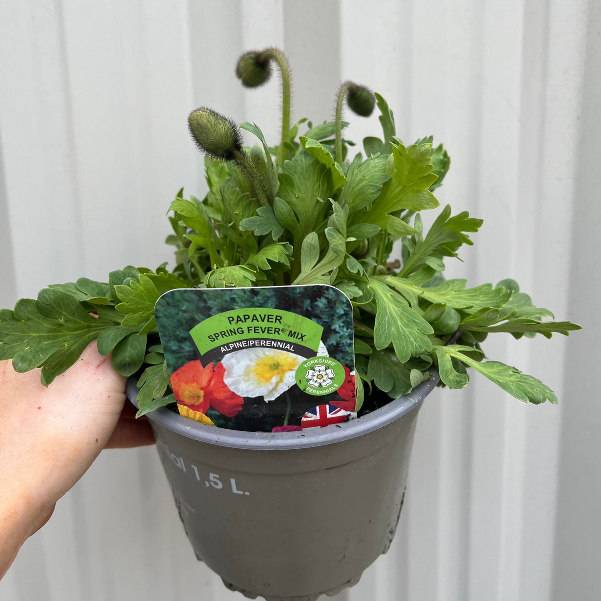 Poppy Spring Fever Mix 1.5L