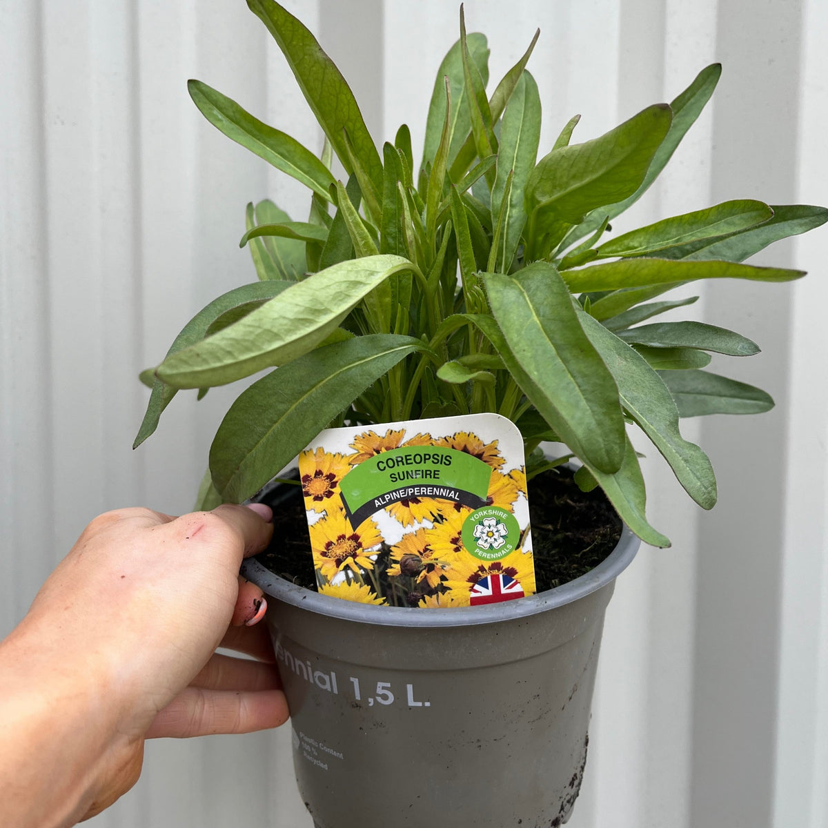 A hand holds a Coreopsis grandiflora Sunfire 9cm/1.5L in a gray pot with a tag showing its bright perennial flowers and a small British flag; this drought-tolerant plant features long green leaves.
