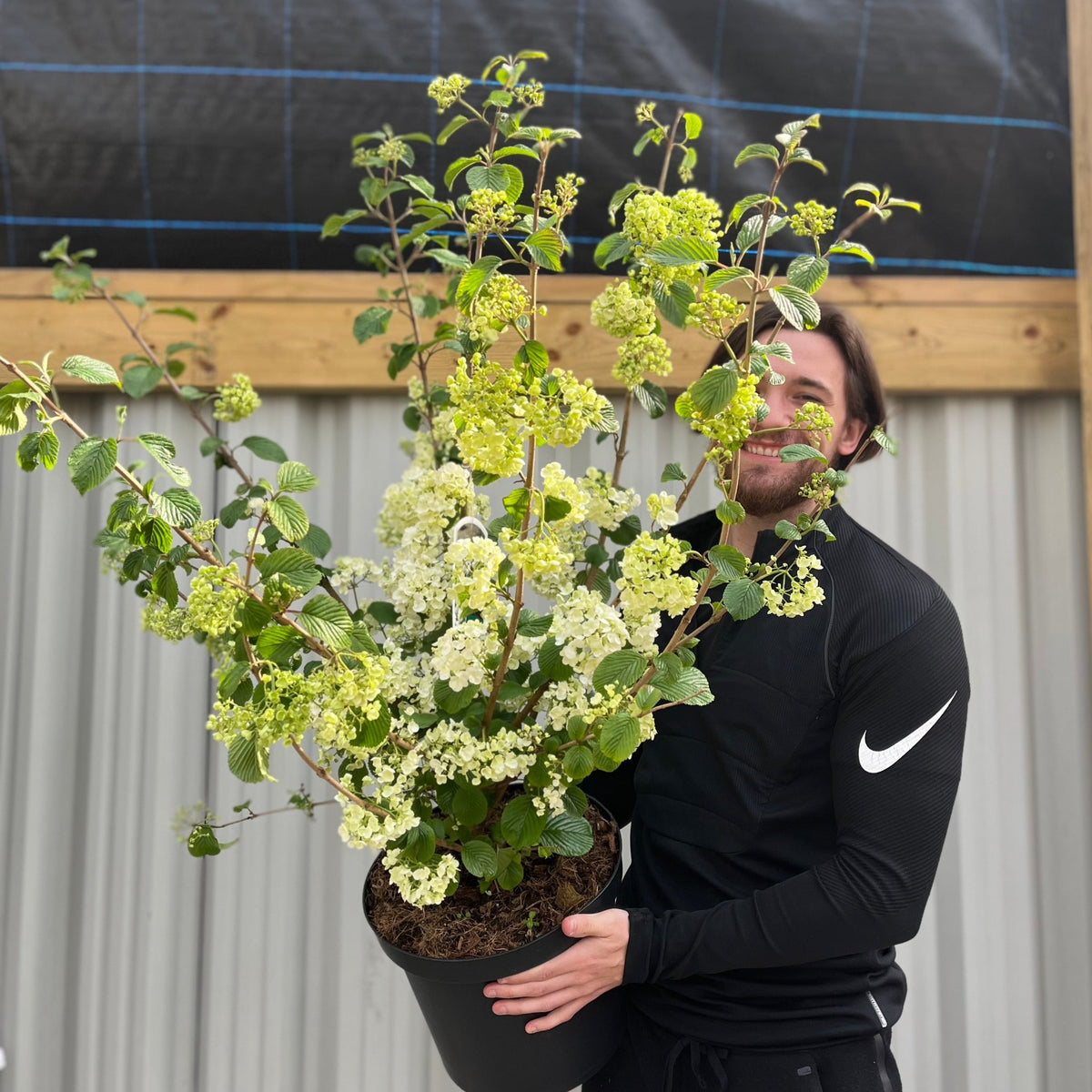 Viburnum plicatum &#39;Popcorn&#39; | 4L / 10L