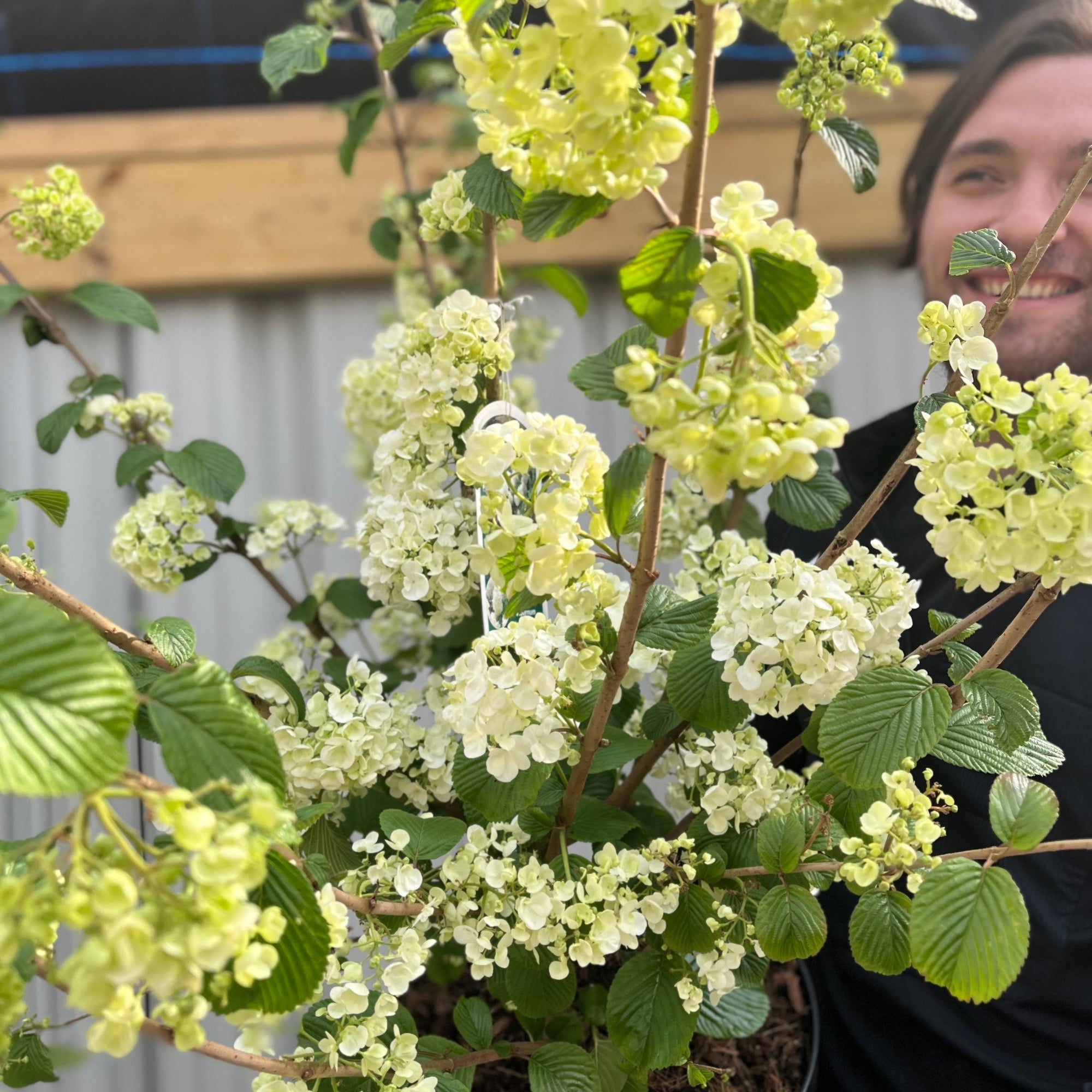 Viburnum plicatum 'Popcorn' | 1M | 10L Pot