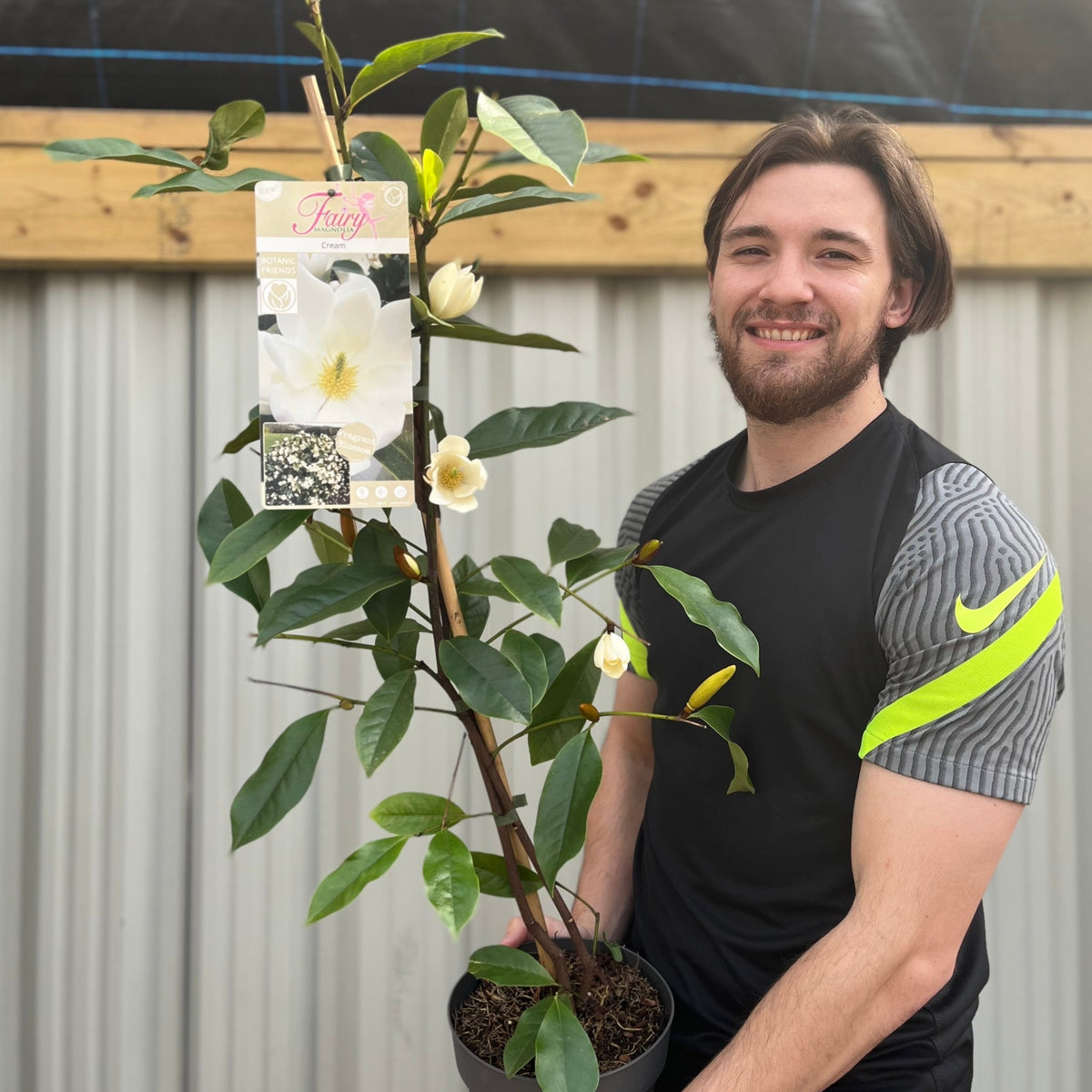 A smiling man with brown hair and a beard holds an Evergreen Magnolia &#39;Fairy Magnolia Honey Velvet&#39;, 60-70cm, with fragrant cream flowers and green leaves. He wears a black and gray Nike shirt with a neon yellow sleeve stripe.