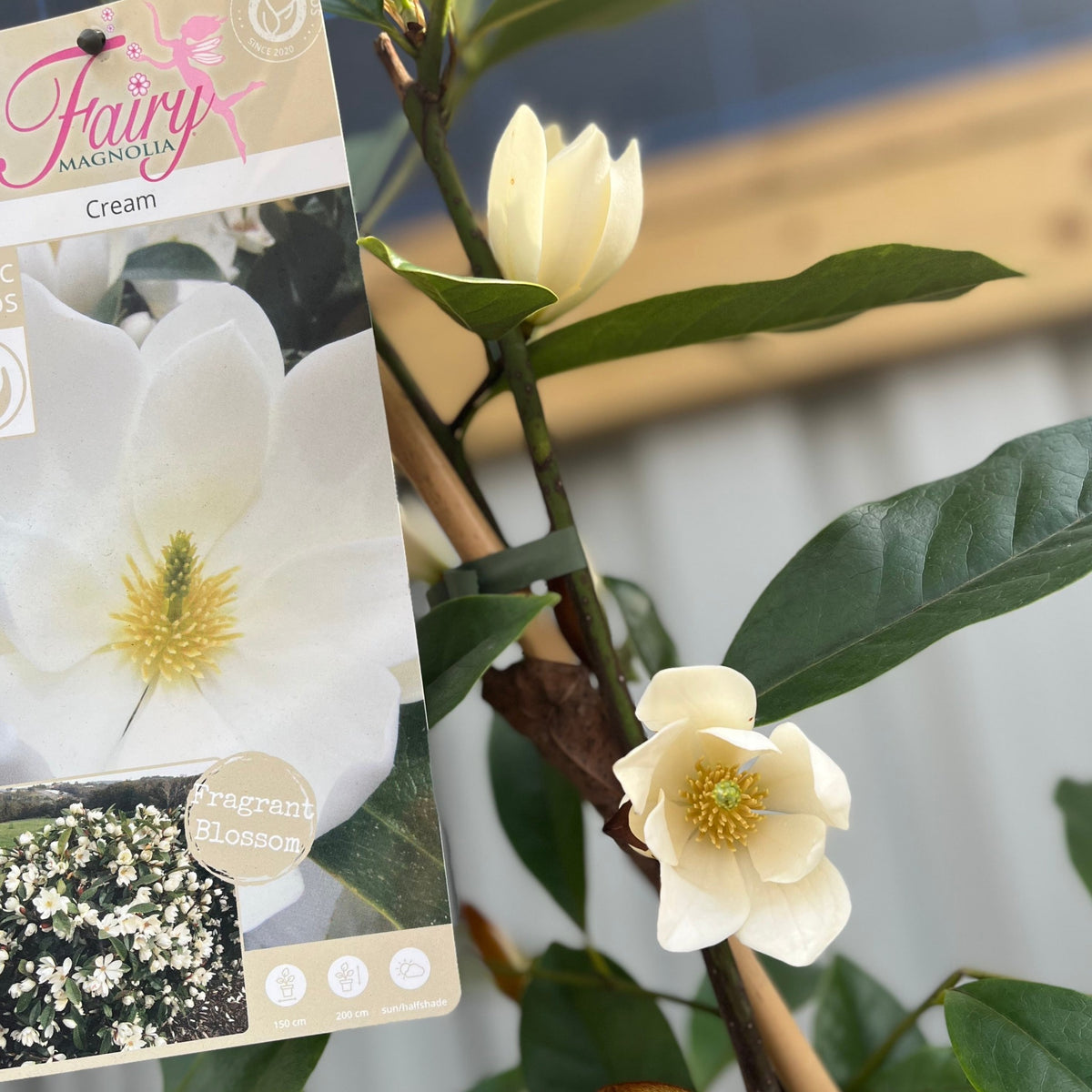 A close-up of the Evergreen Magnolia &#39;Fairy Magnolia Honey Velvet&#39; (60-70cm) with fragrant cream flowers and glossy green leaves, next to a plant tag featuring an image and description of the bloom.