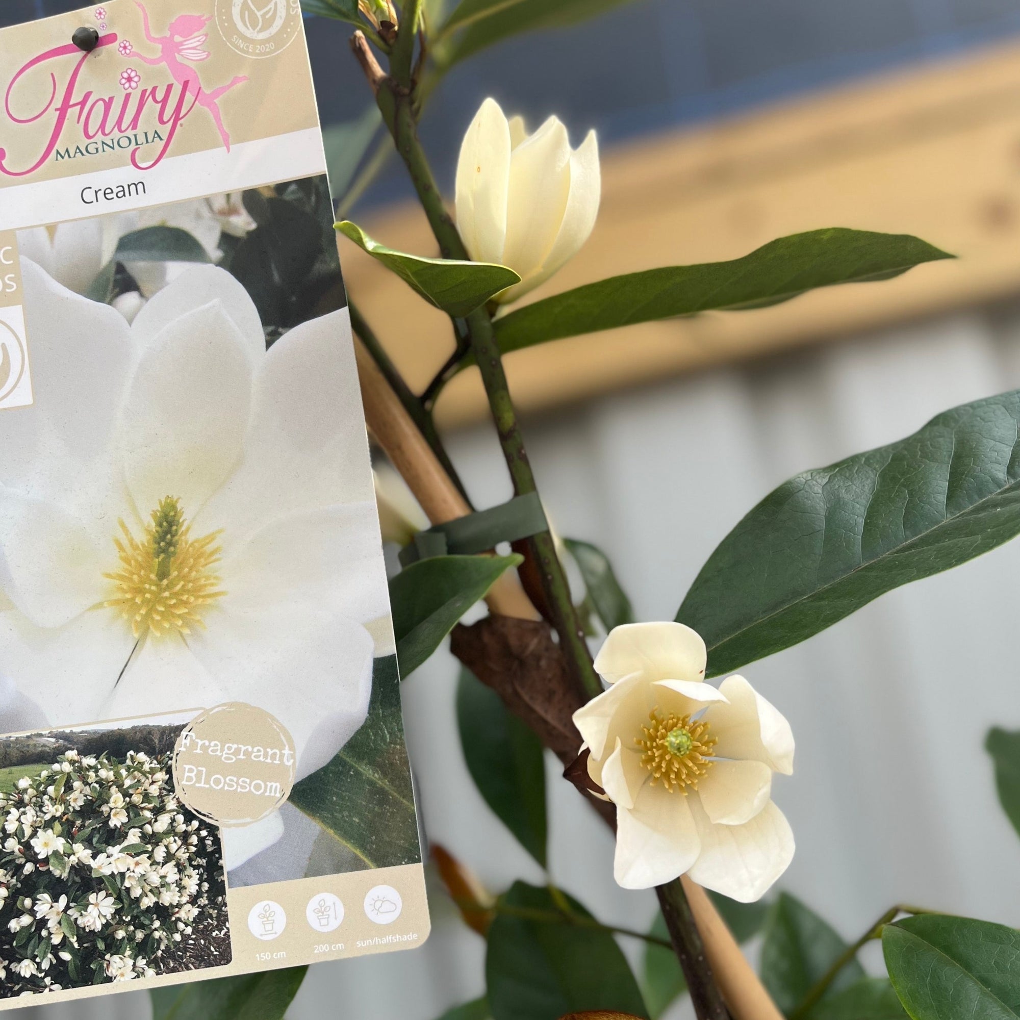 Evergreen Magnolia | Fairy Magnolia ‘Honey Velvet’ | 60-70cm