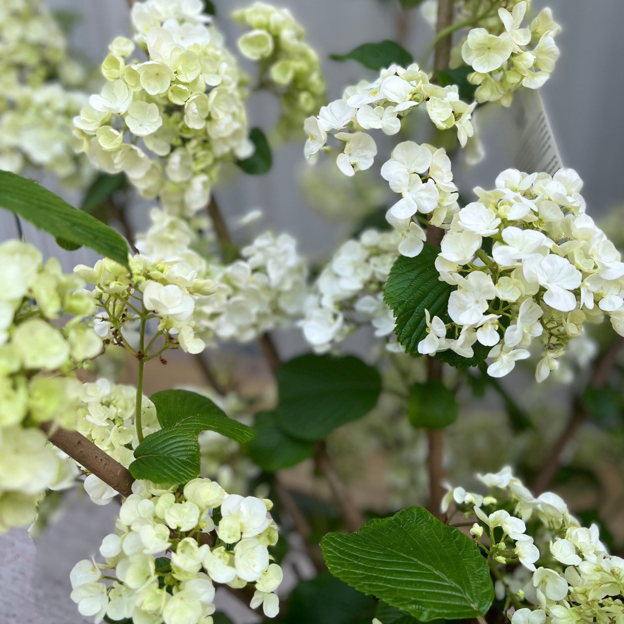 Viburnum plicatum 'Popcorn' | 1M | 10L Pot