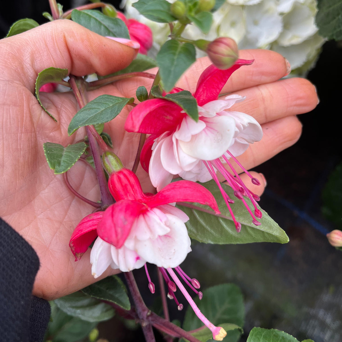 Fuchsia on Stem (Standard Fuchsia) &#39;Bella&#39; 70-80cm