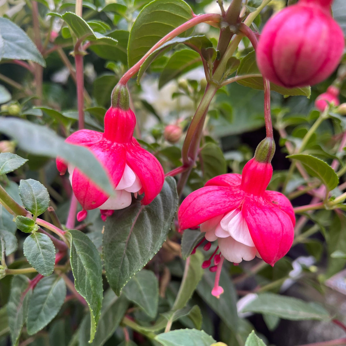 Fuchsia on Stem (Standard Fuchsia) &#39;Bella&#39; 70-80cm