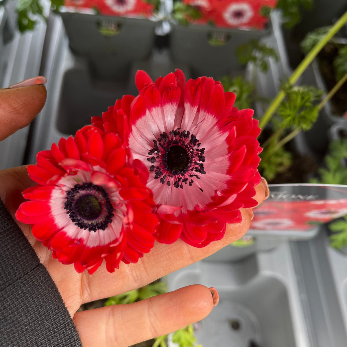 A hand holds two vibrant Anemone coronaria Harmony Double Scarlet 1L blooms, featuring red-edged petals fading to white at the center and visible dark stamens. Potted perennial plants are blurred in the background.