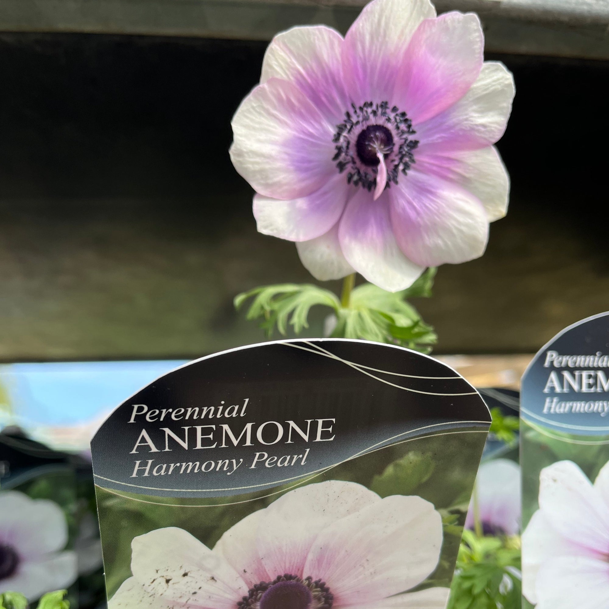 Anemone coronaria Harmony Pearl 1L