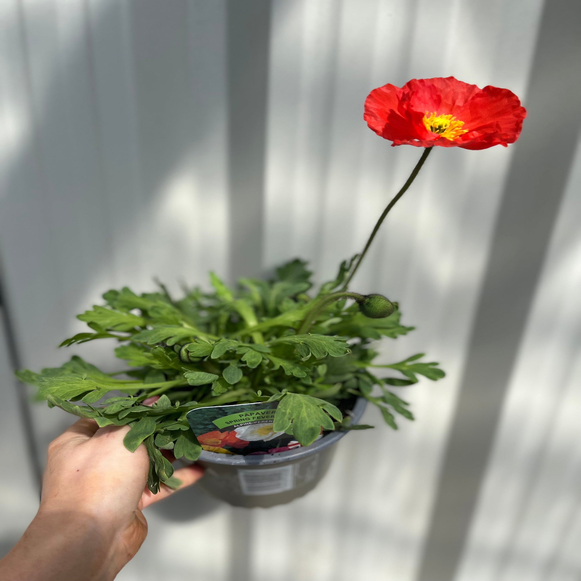 Poppy Spring Fever Mix 1.5L