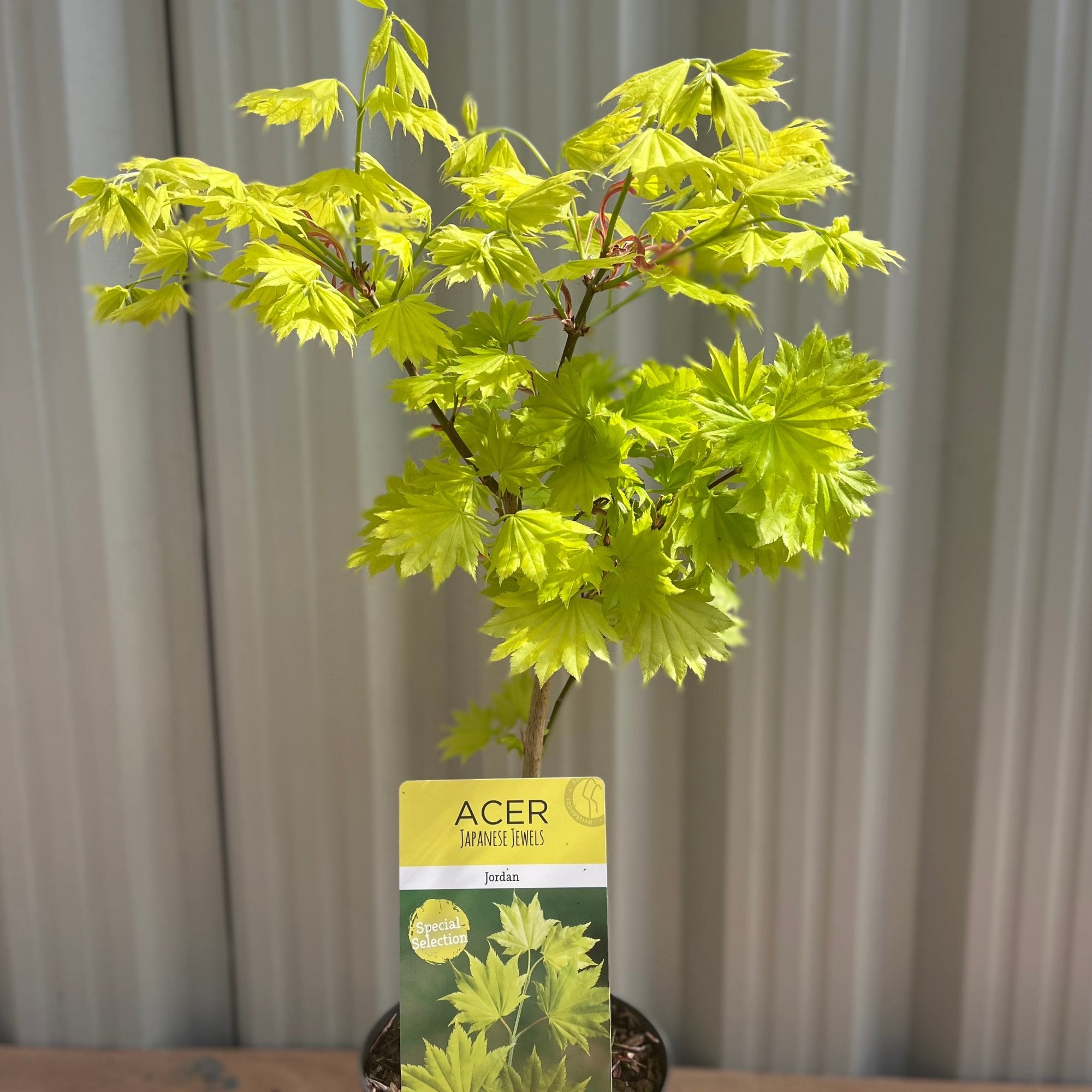 Acer shirasawanum 'Jordan'  3L (60cm)