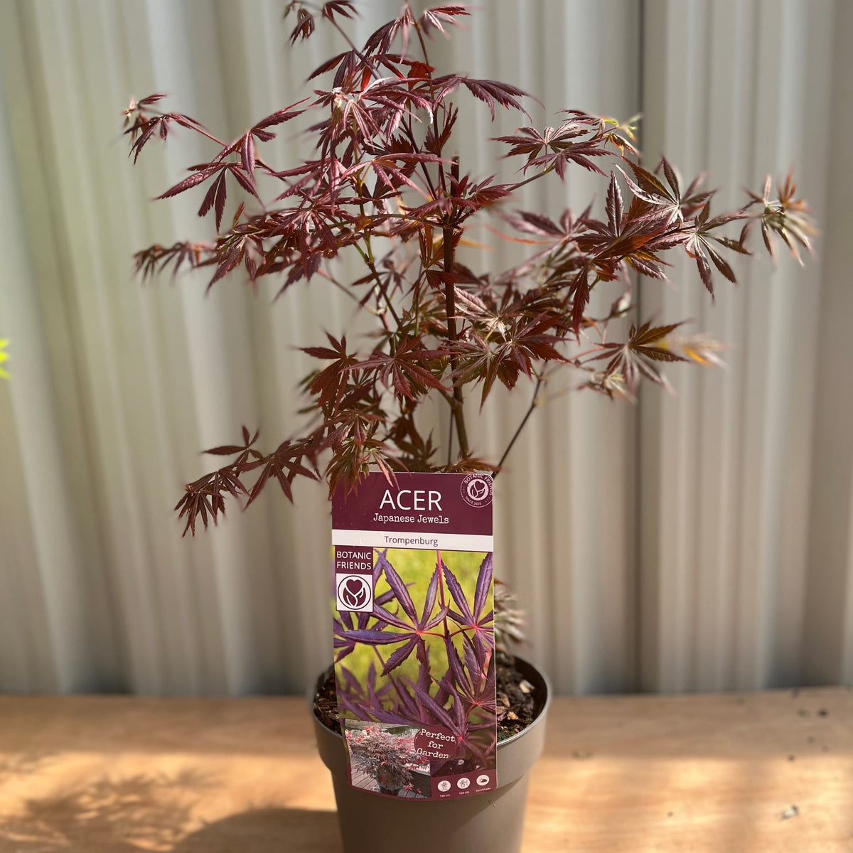 Acer palmatum &#39;Trompenburg&#39; 3L (80cm)