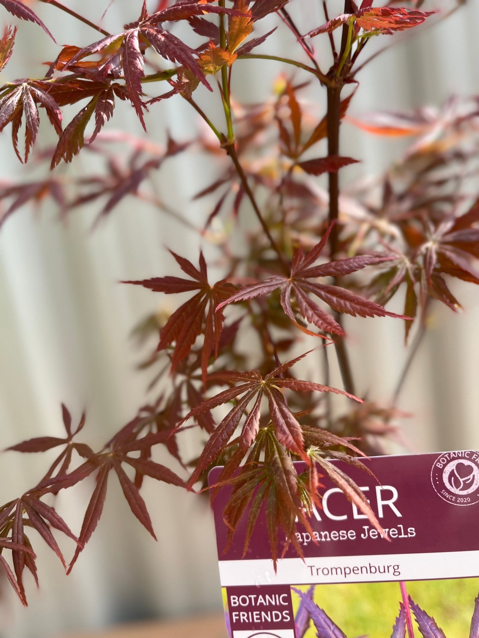 Acer palmatum 'Trompenburg' 3L (80cm)