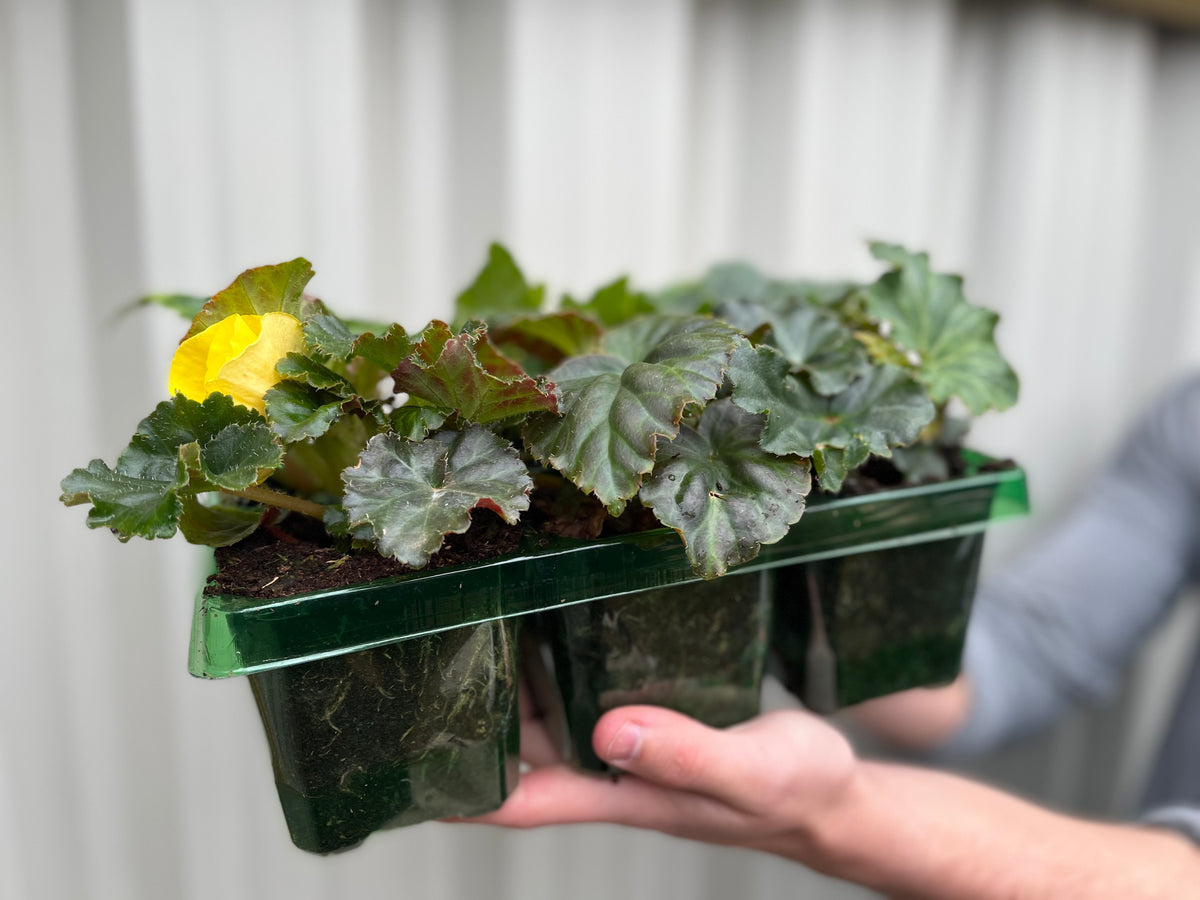Begonia &#39;Non-Stop&#39; | Tray of 6 Mixed Plants
