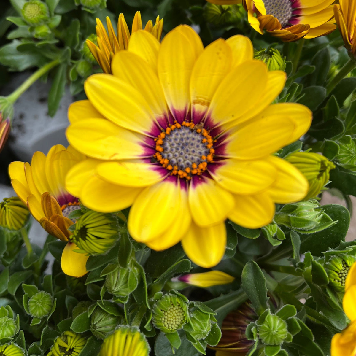 A close-up of Osteospermum (Cape/African Daisy) in a 12cm pot, showing vibrant yellow daisy-like blooms with striking purple and orange centers amid green leaves and buds, with more similar flowers visible in the background.
