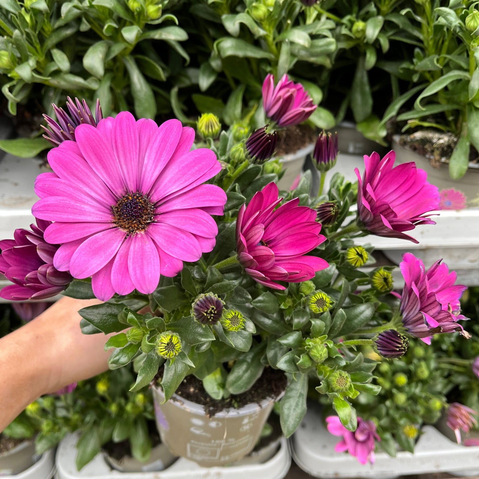 A hand holds an Osteospermum (African/Cape Daisy) in a 12cm pot, showcasing vibrant purple daisy-like blooms and green foliage, with similar summer bedding plants in the background.