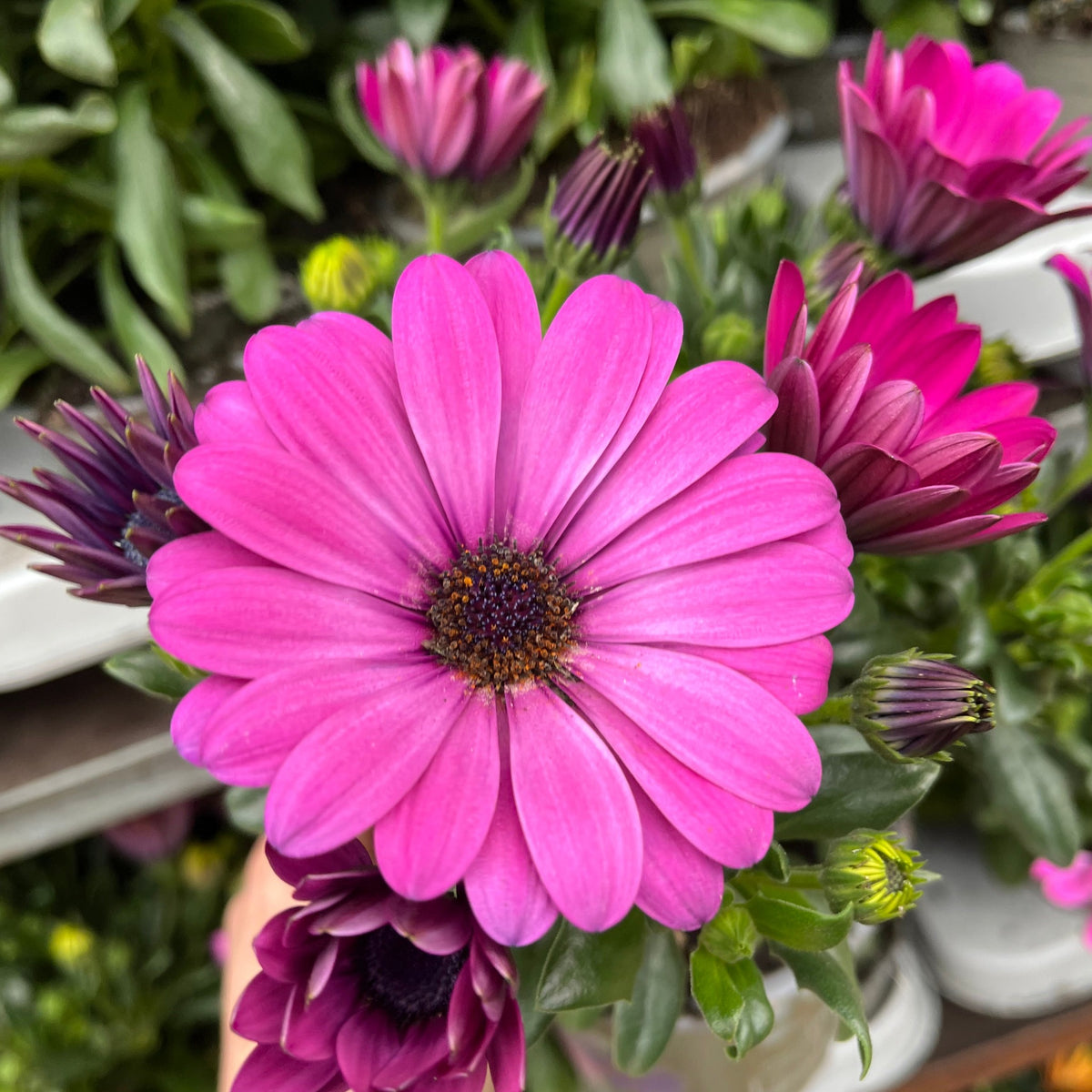 A close-up of a vibrant pink Osteospermum (African/Cape Daisy) in a 12cm pot, showcasing daisy-like blooms with dark centers, surrounded by unopened buds and green leaves.