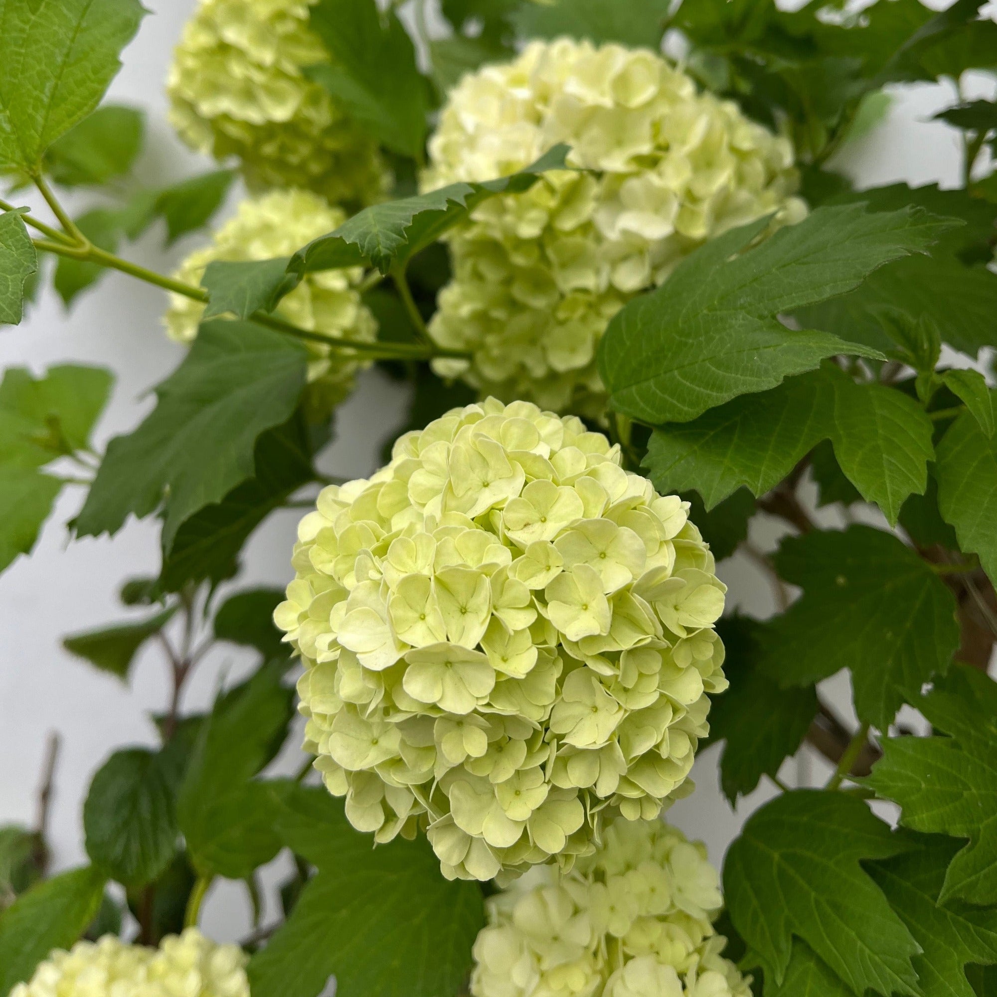 Viburnum opulus 'Roseum' (Snowball) 2L