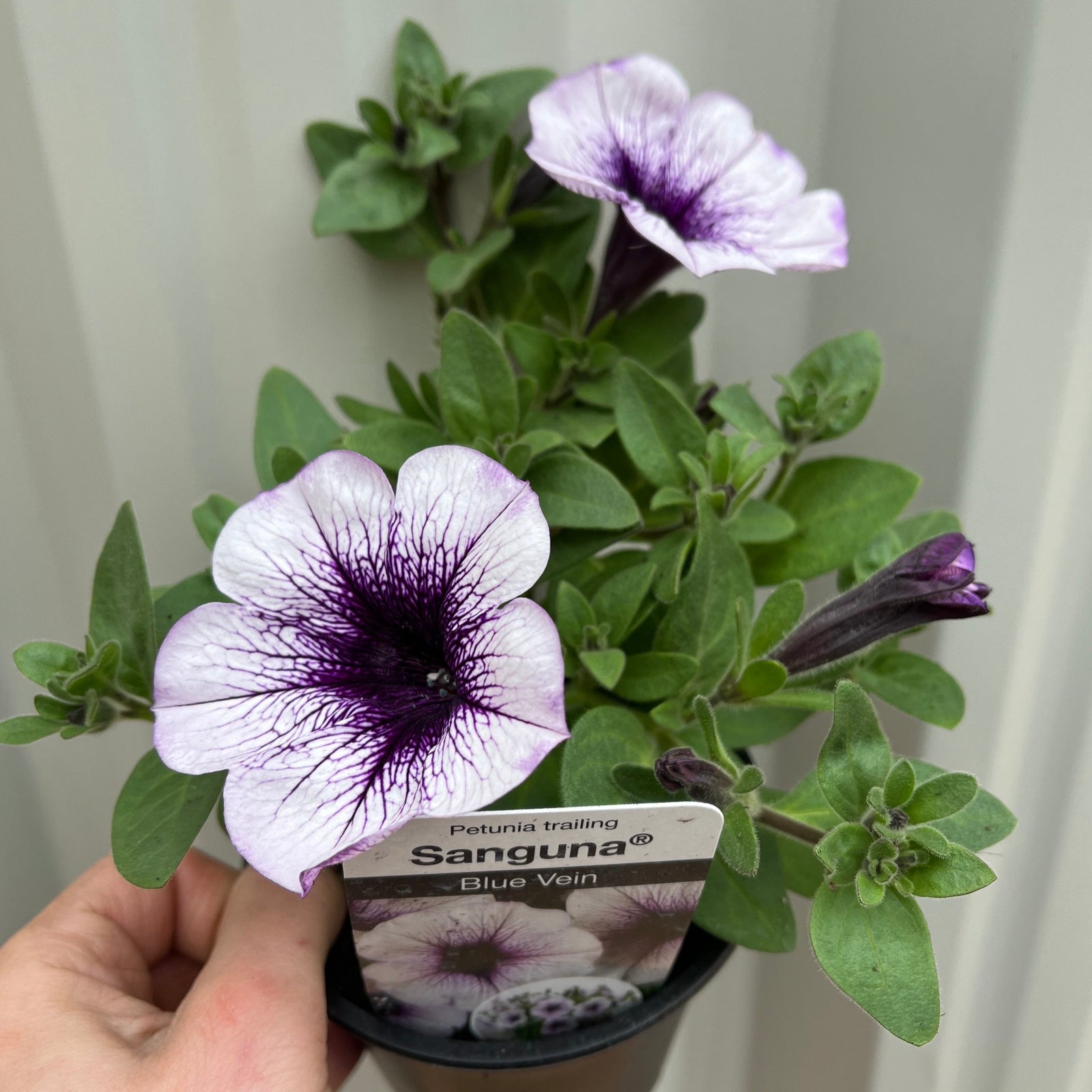 Blue Vein Trailing Petunia 'Surfinia' (9cm Pot)
