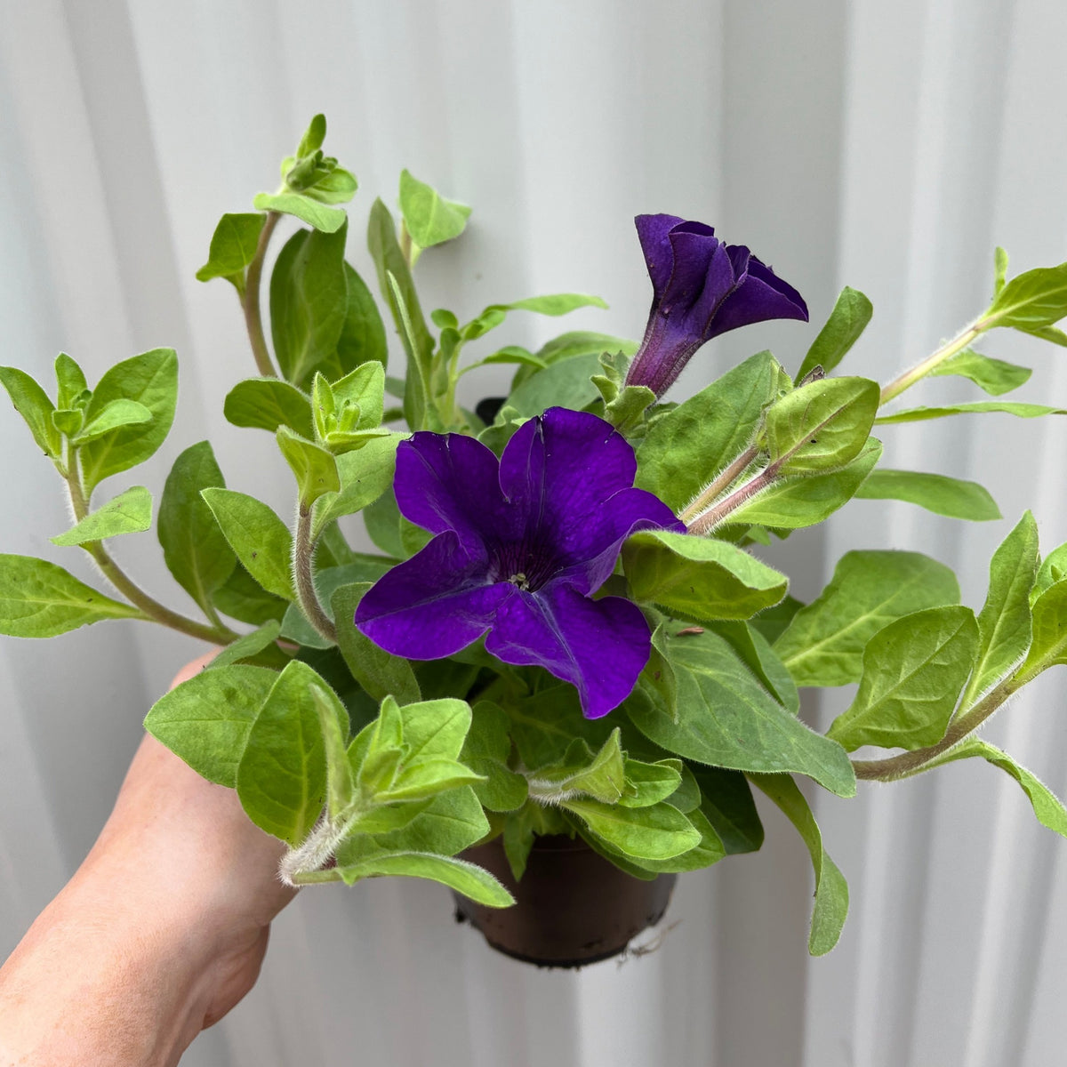 A hand holds a Petunia &#39;Trailing Surfinia Blue&#39; 9cm, featuring vibrant purple blooms and green leaves, ideal for hanging baskets, against a white corrugated background.