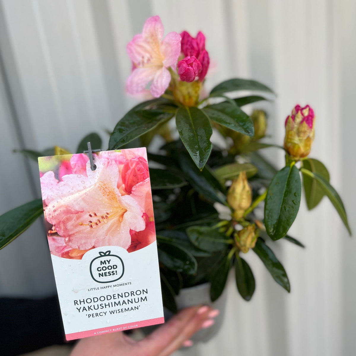 A potted Rhododendron &#39;Percy Wiseman&#39; 2L features pink buds and glossy green leaves, with a tag displaying its name, image, and care details. This evergreen shrub prefers acidic soil for optimal growth.