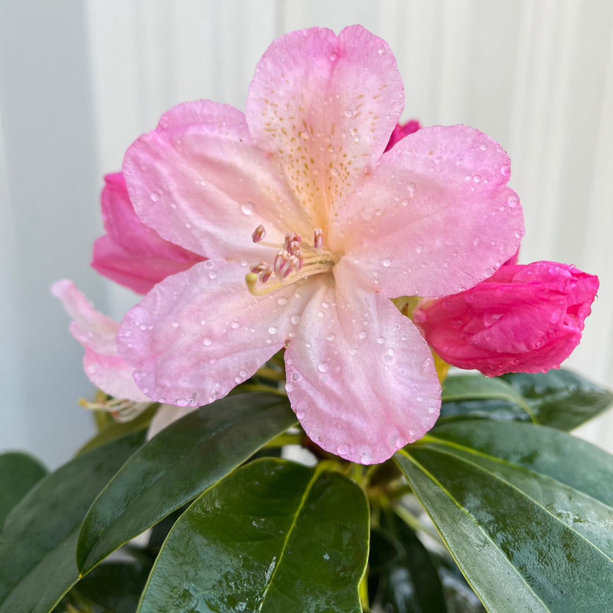A close-up of Rhododendron &#39;Percy Wiseman&#39; 2L shows its pink, funnel-shaped petals with water droplets, set among dark green leaves and pink buds on this evergreen shrub, against a softly blurred background.