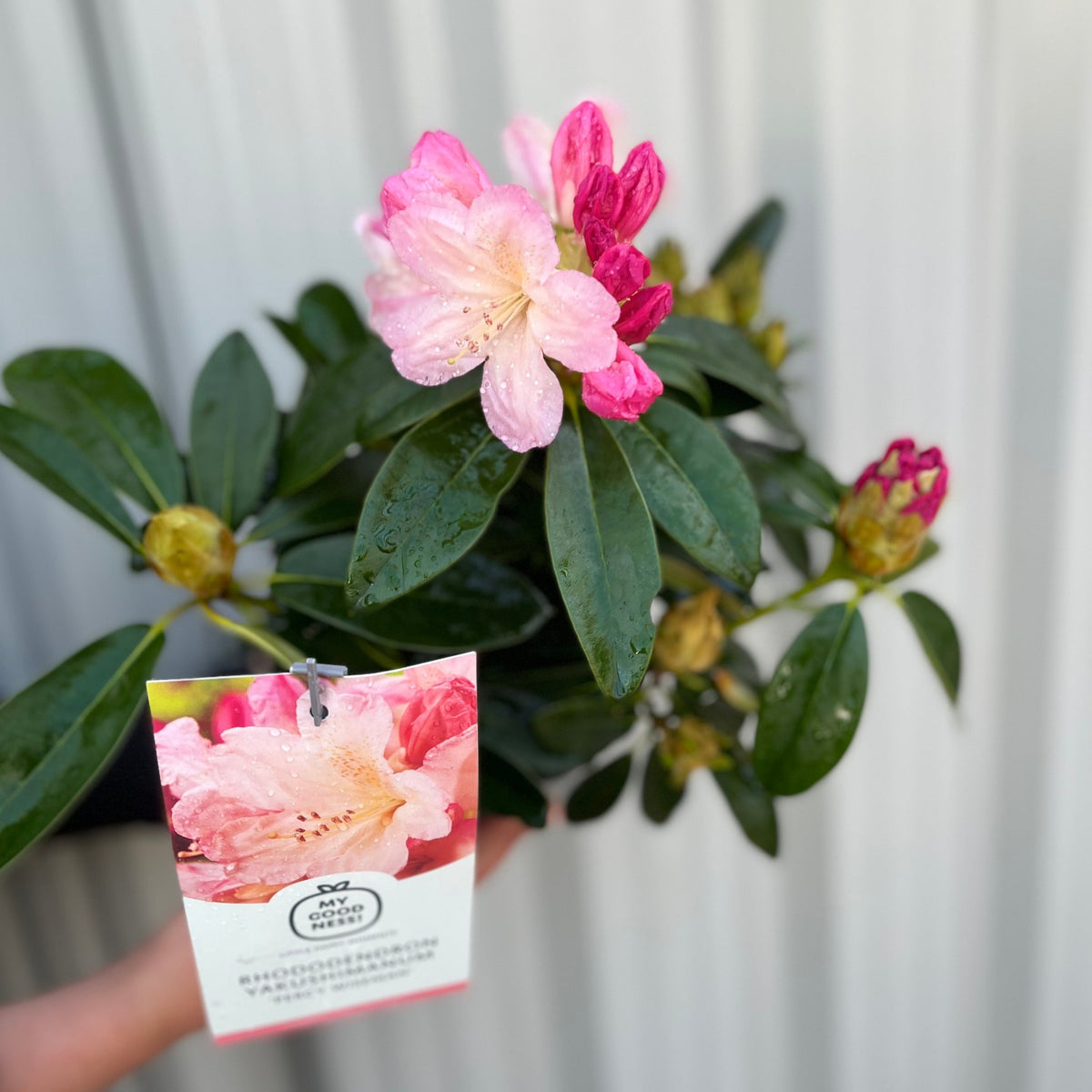 A hand holds a Rhododendron &#39;Percy Wiseman&#39; 2L, an evergreen shrub with glossy green leaves and pink funnel-shaped flowers. A plant tag marked &quot;Rhododendron&quot; hangs from the pot, set against a white, vertical background.