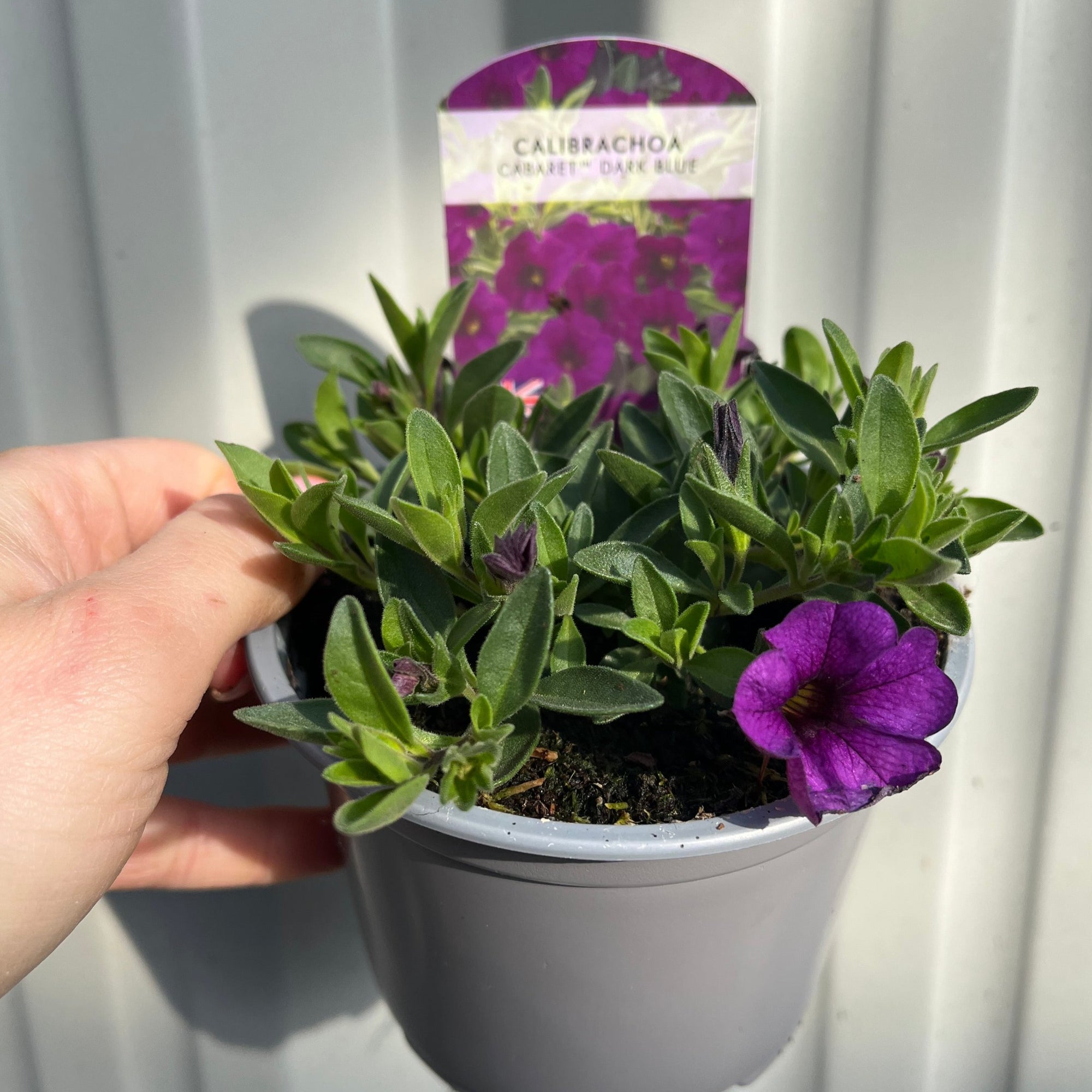 Calibrachoa Purple (Million bells) 9cm Pot