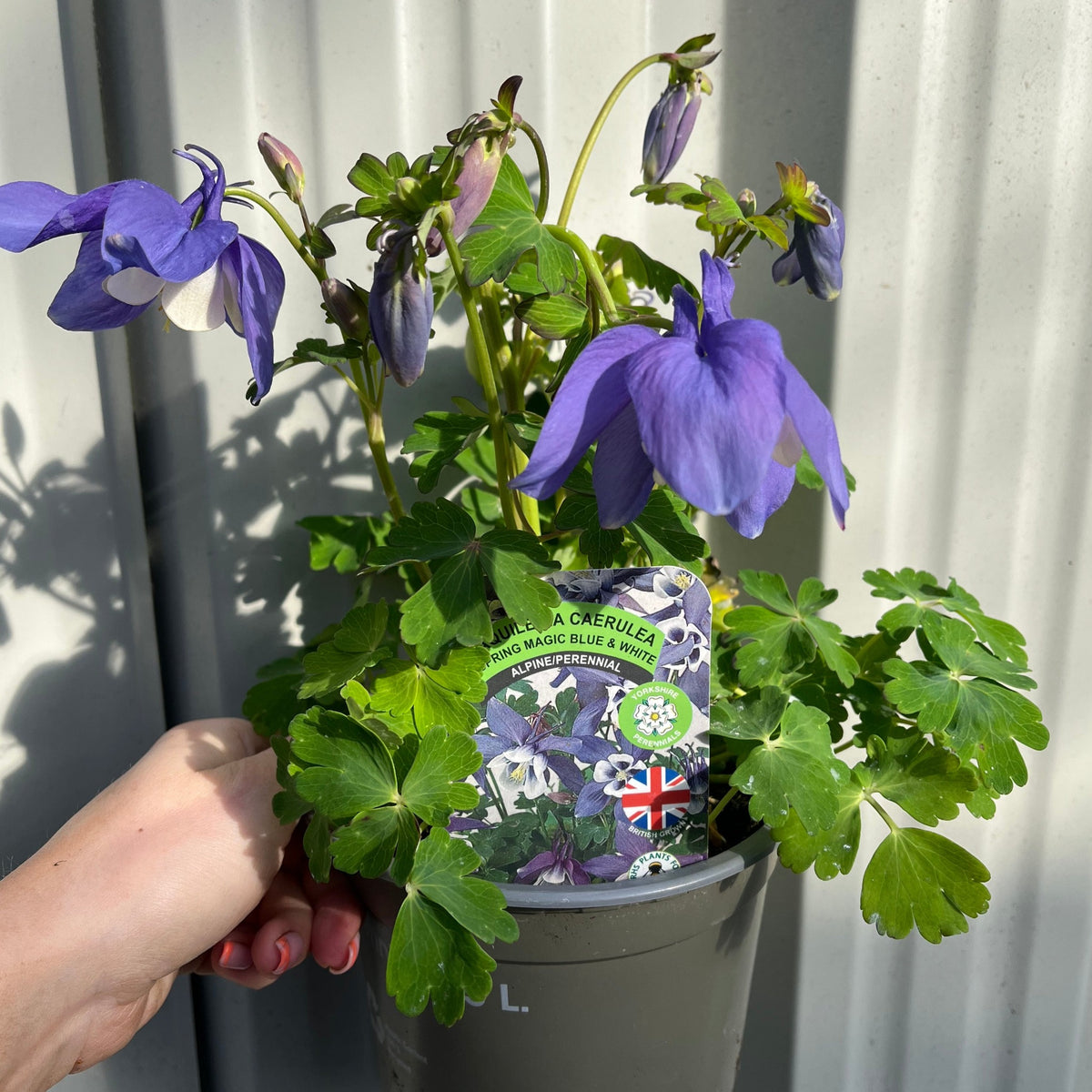 Aquilegia &#39;Spring Magic Blue&#39; 9cm/1.5L