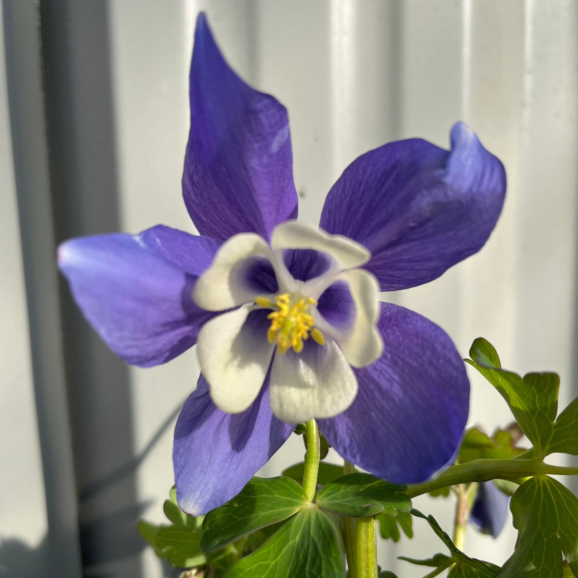Aquilegia 'Early Bird Blue & White ' 9cm/1.5L