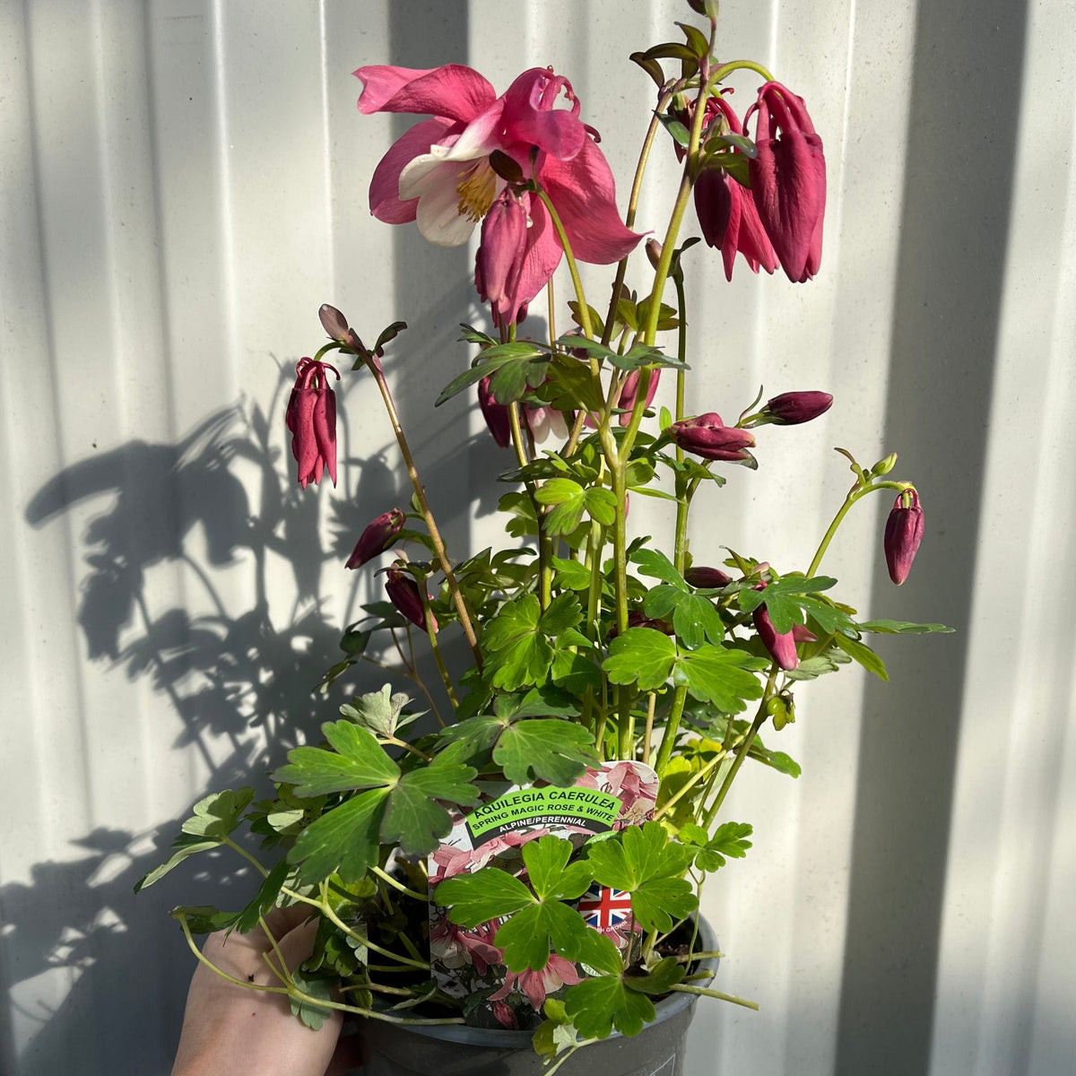 Aquilegia &#39;Rose and Ivory &#39;