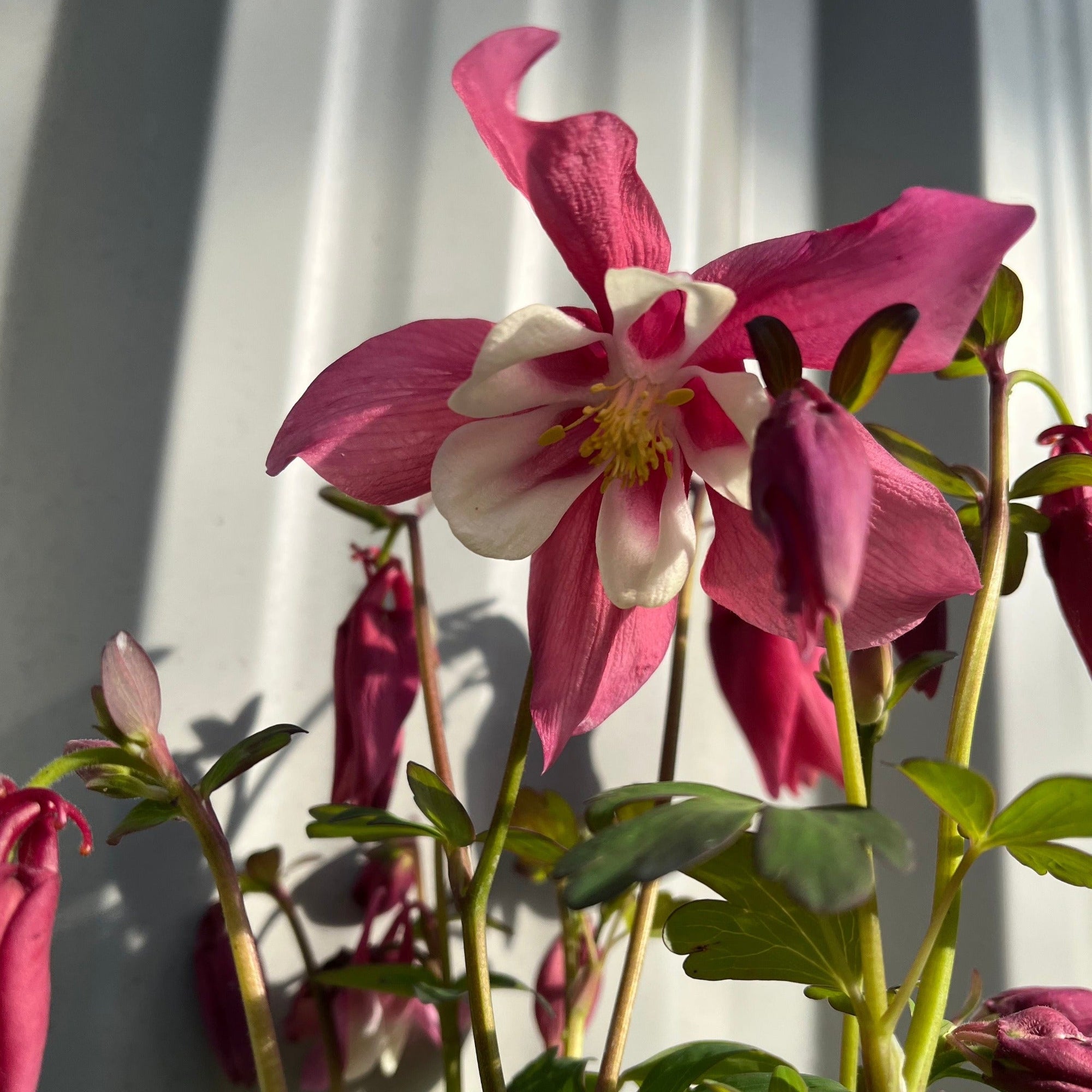 Aquilegia 'Spring Magic Rose ' 9cm