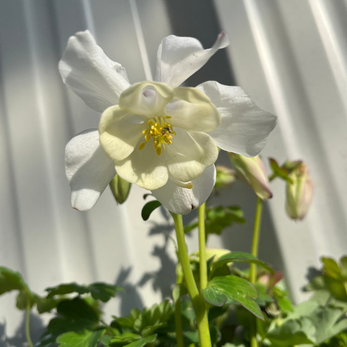 Aquilegia &#39;White Star&#39; 1L