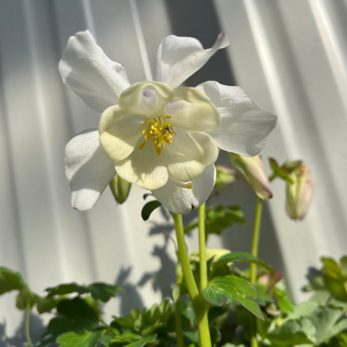 A close-up of Aquilegia &#39;Spring Magic White&#39; 9cm columbine, with yellow stamens, set against green foliage and a white corrugated surface—an elegant, shade-tolerant perennial ideal for spring gardens.