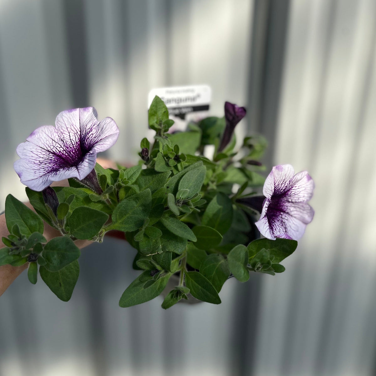 Blue Vein Trailing Petunia &#39;Surfinia&#39; (9cm Pot)
