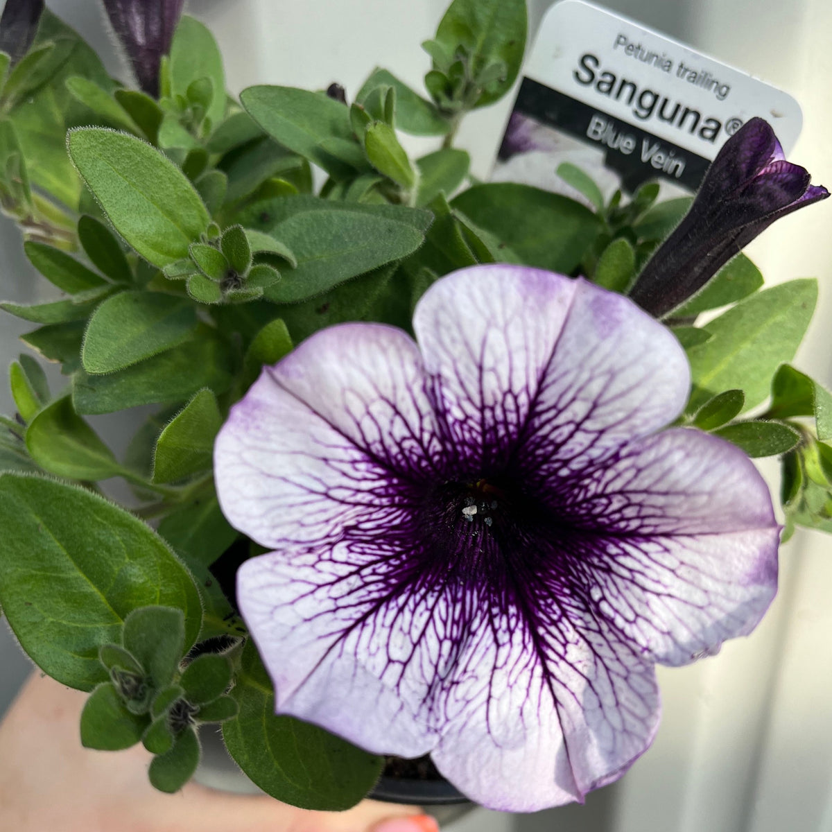 Blue Vein Trailing Petunia &#39;Surfinia&#39; (9cm Pot)