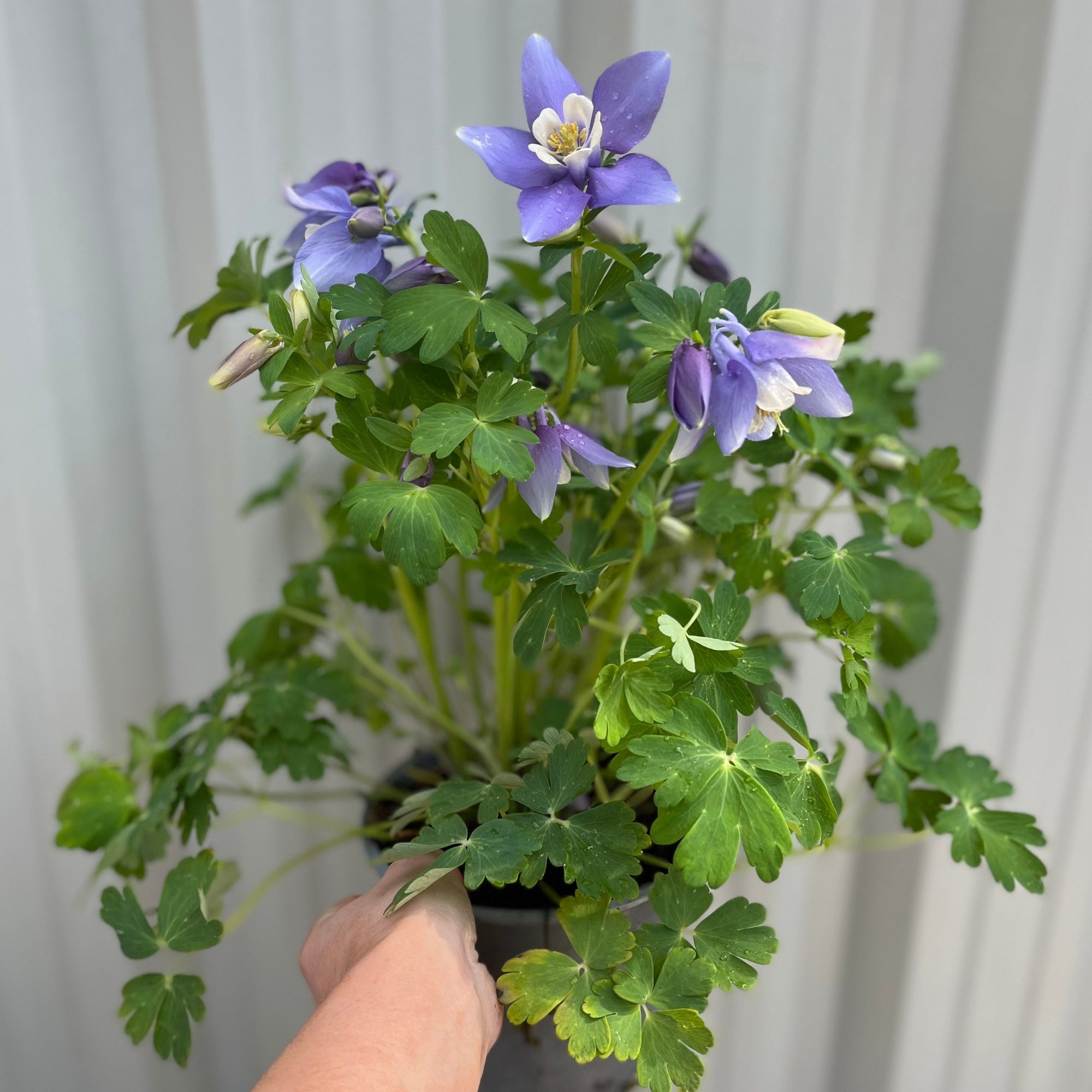 Aquilegia earlybird - Purple/White 2L