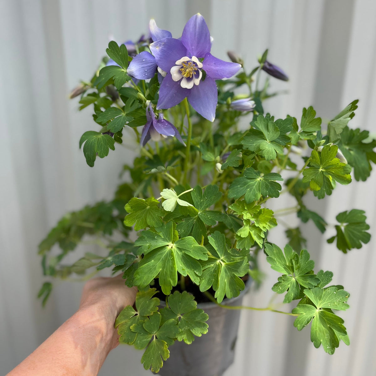 Aquilegia earlybird - Purple/White 2L