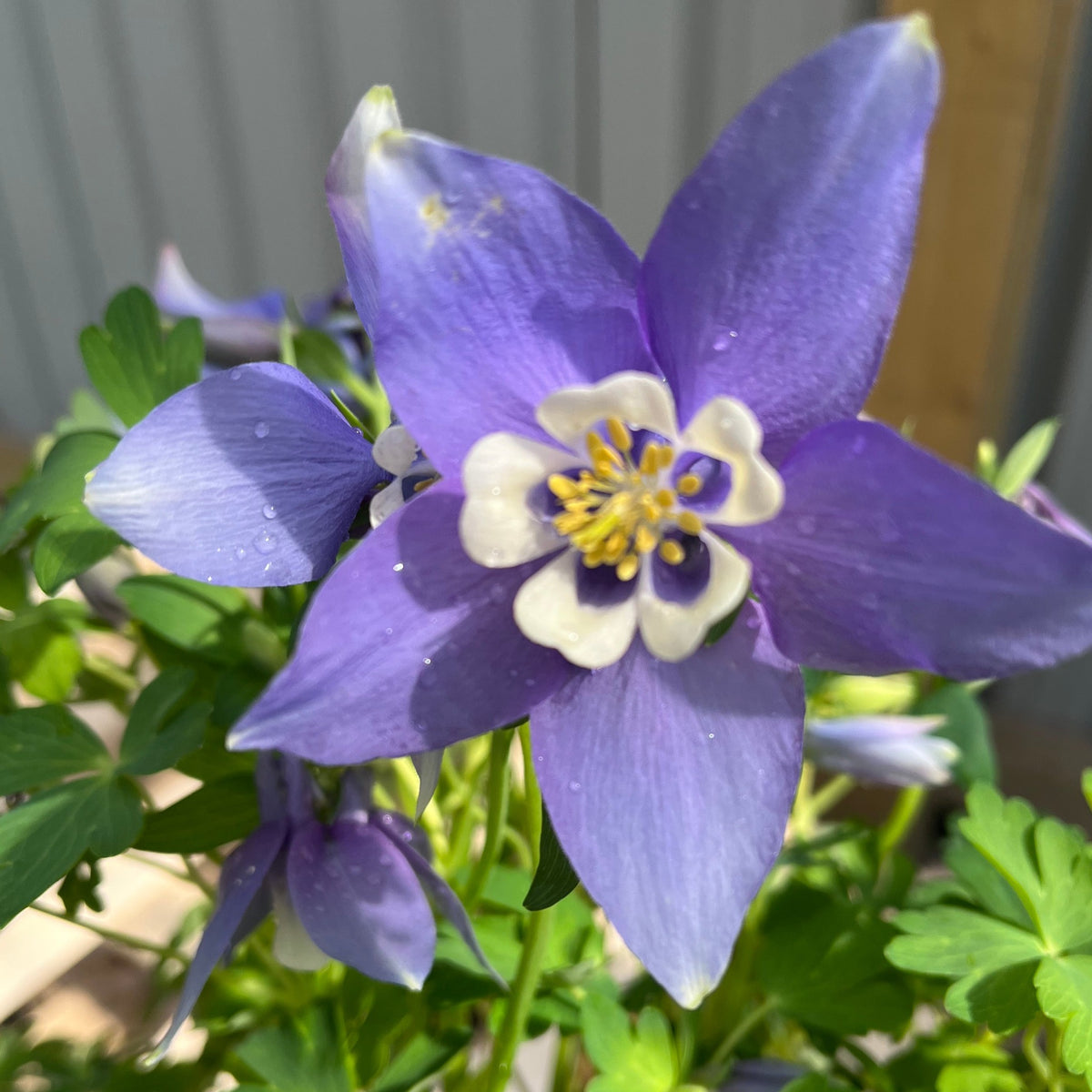 Aquilegia earlybird - Purple/White 2L