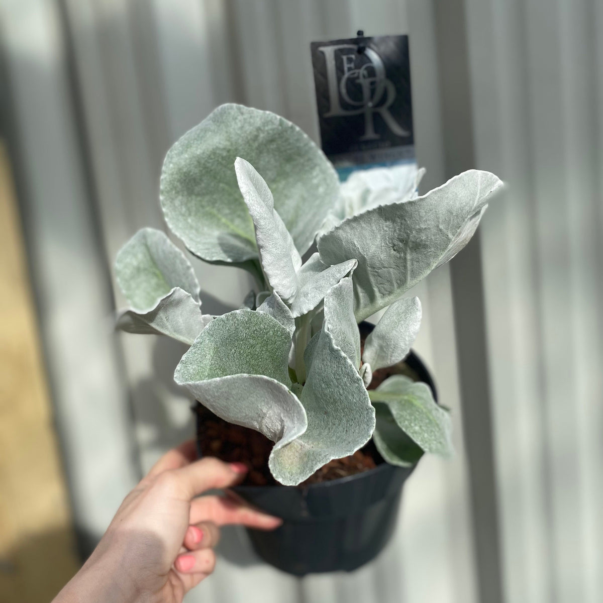 A hand holds a Senecio &#39;Angel Wings&#39; Evergreen (9cm/2L/5L pot), a drought-tolerant perennial with large, soft, silvery-green leaves, shown in bright sunlight against a striped beige and white background.