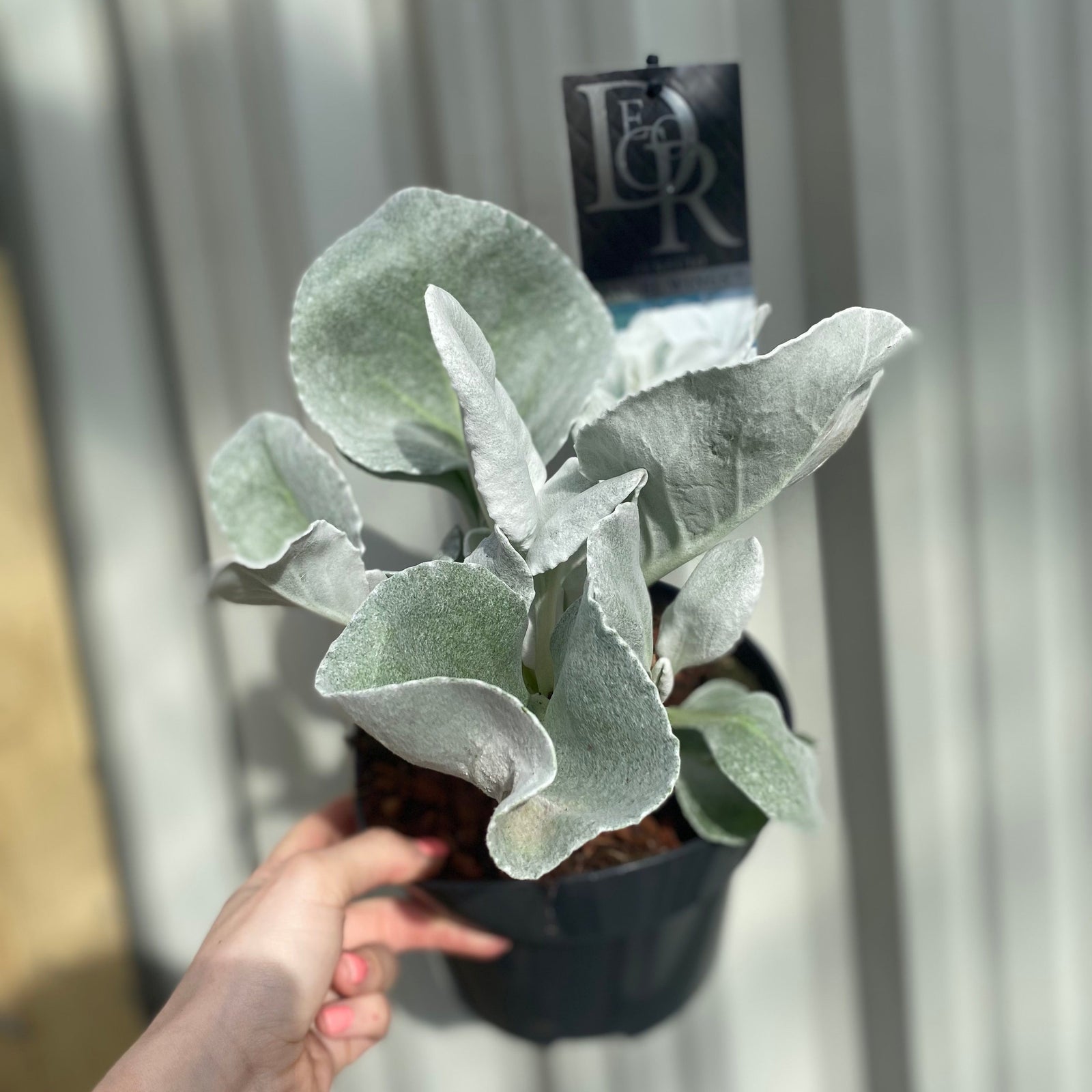 A hand holds a Senecio 'Angel Wings' Evergreen (9cm/2L/5L pot), a drought-tolerant perennial with large, soft, silvery-green leaves, shown in bright sunlight against a striped beige and white background.