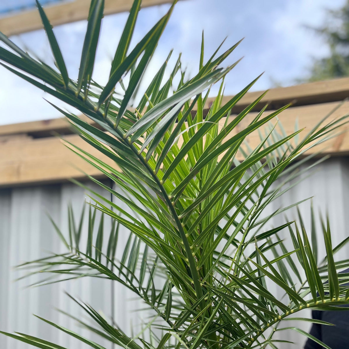 Close-up of the Phoenix Palm (Phoenix canariensis &#39;Canary Island Date Palm&#39; 60-70cm / 70-80cm), showcasing the intricate details of this striking evergreen plant.
